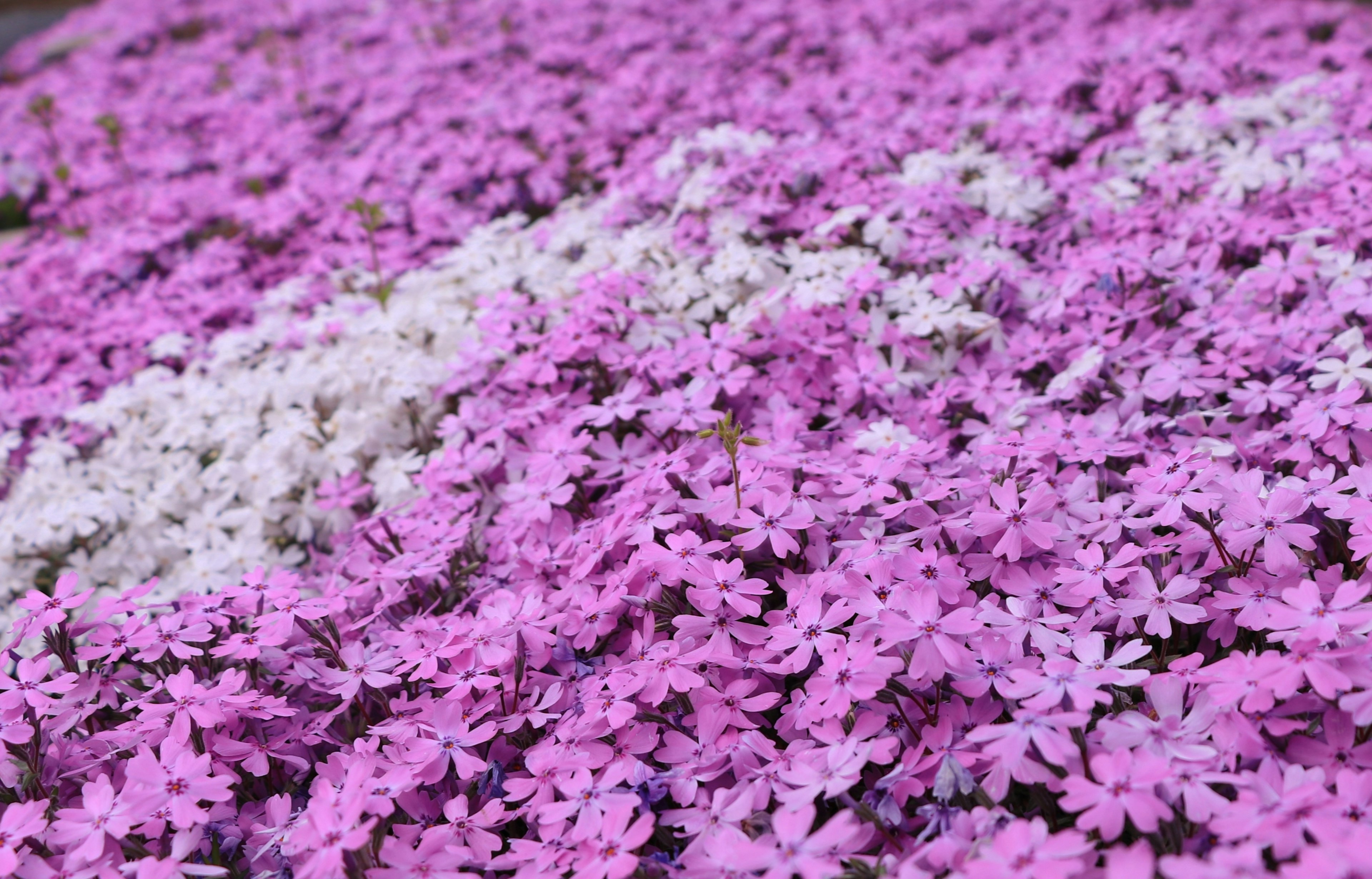 鮮やかなピンクと白の花が広がる風景