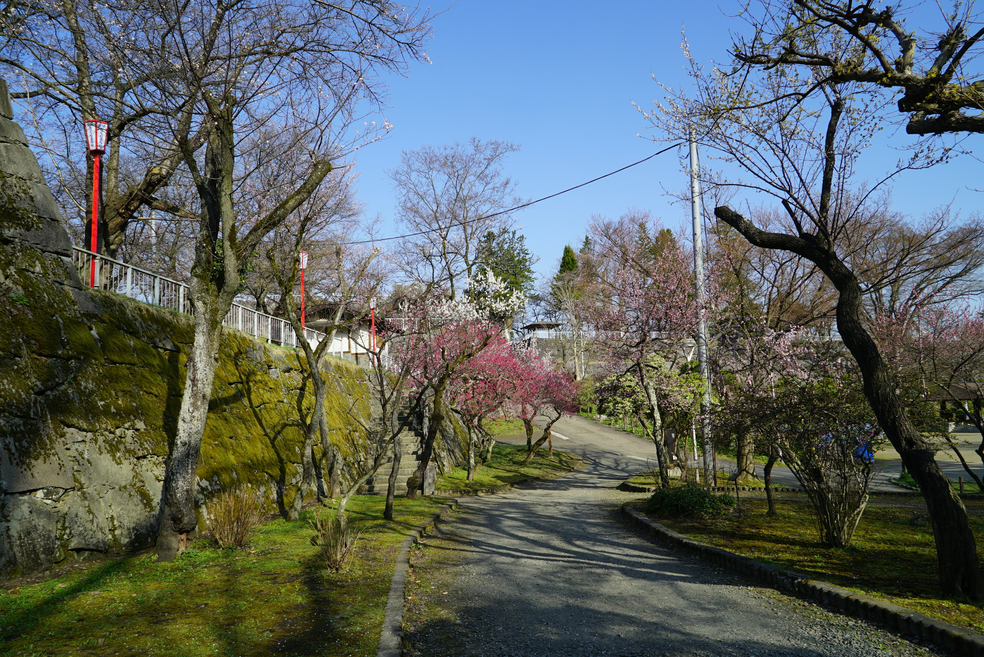 美しい桜の木に囲まれた静かな道