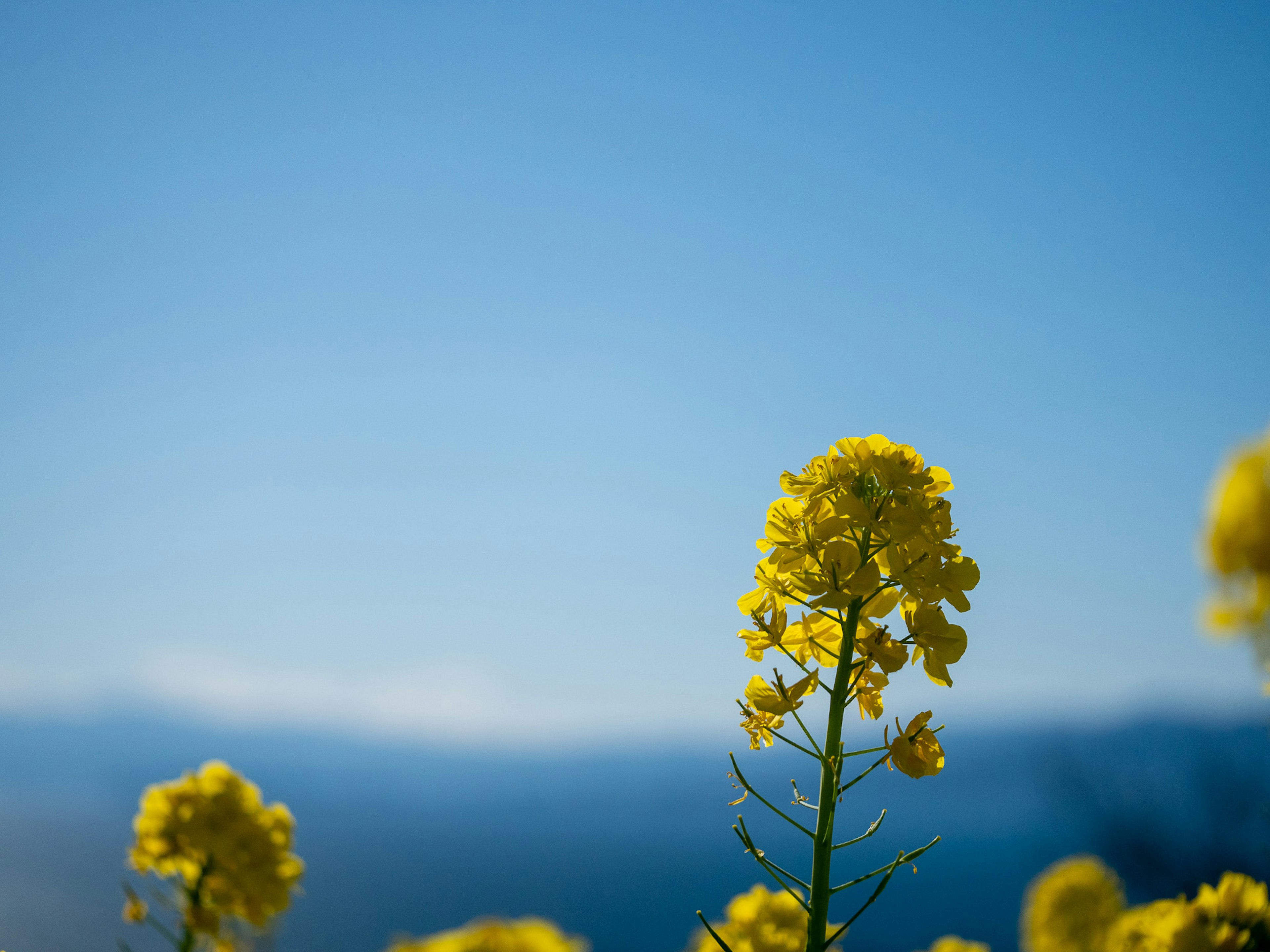 Nahaufnahme von gelben Blumen unter einem blauen Himmel