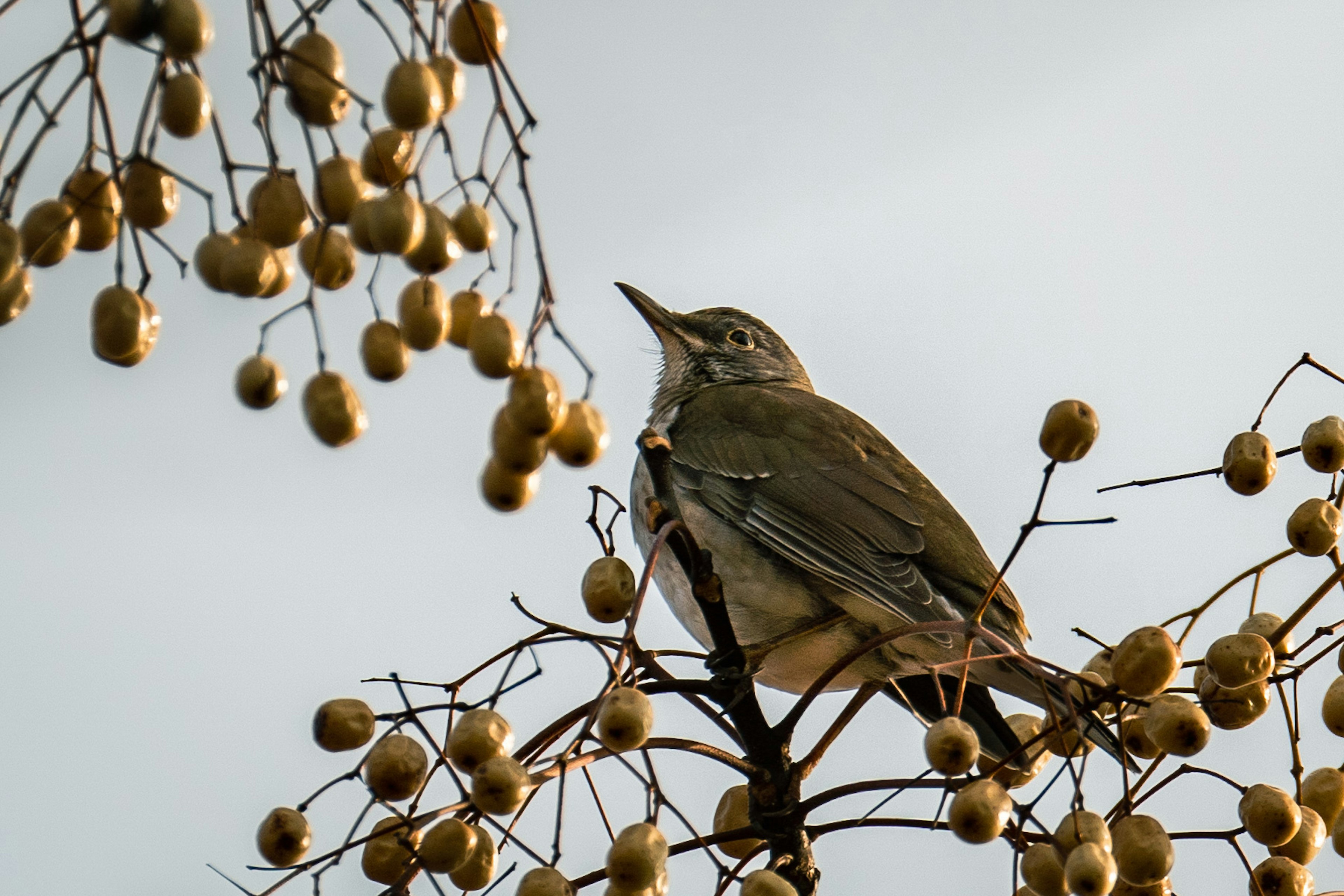 Un oiseau perché sur une branche entourée de baies jaunes