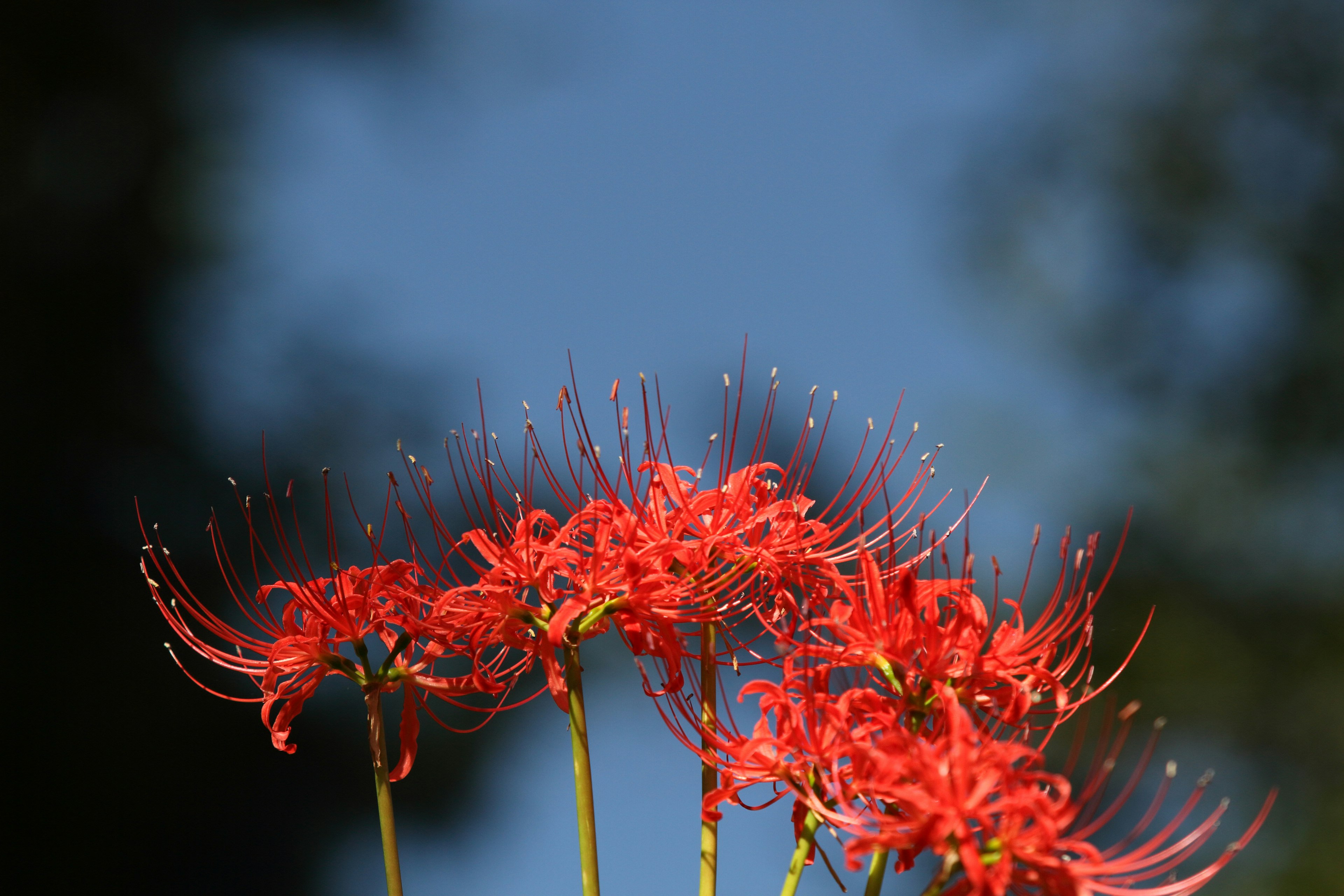 Groupe de lys araignées rouges fleurissant sous un ciel bleu