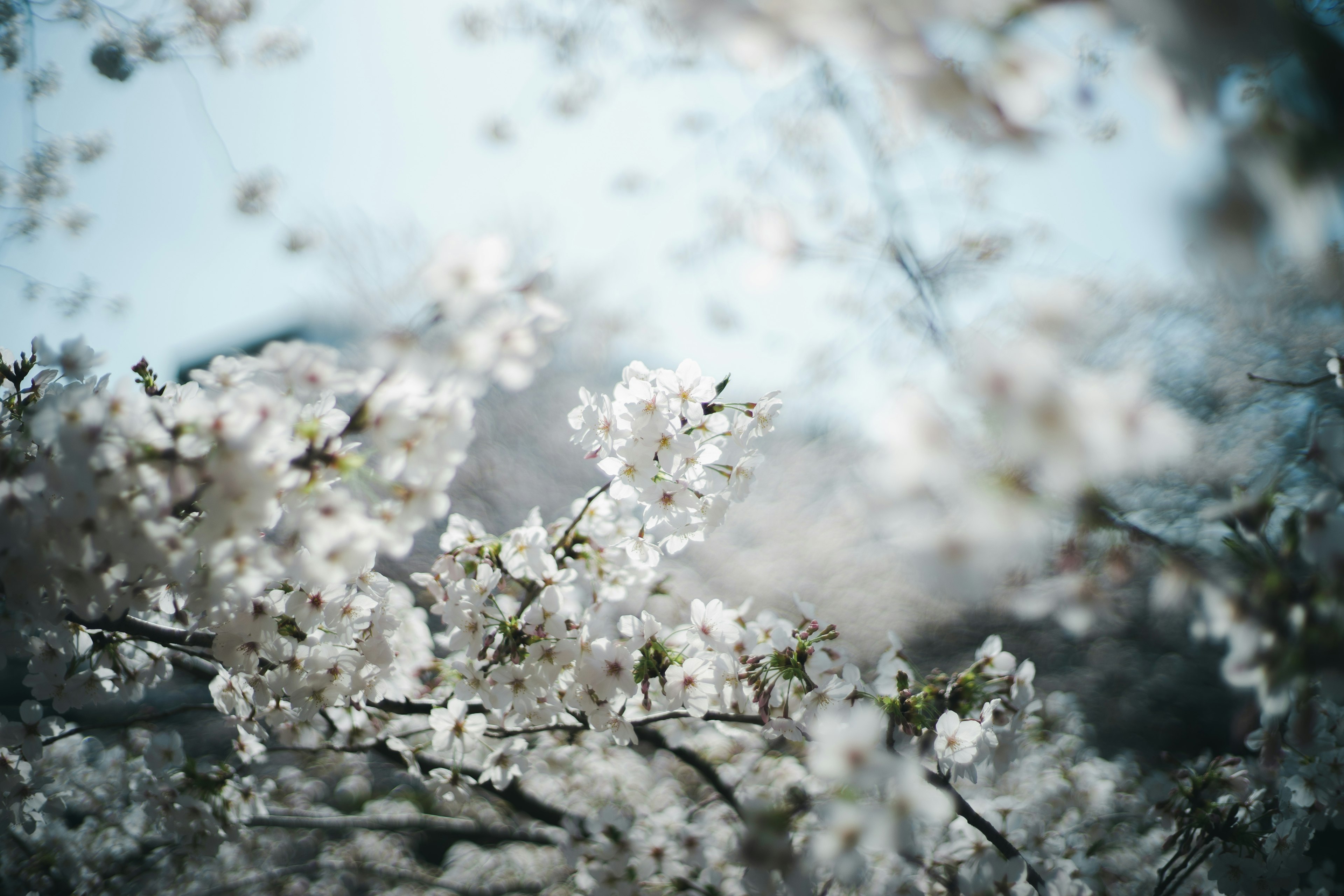 桜の花が咲いた木の枝のクローズアップ柔らかい色合いで春の雰囲気