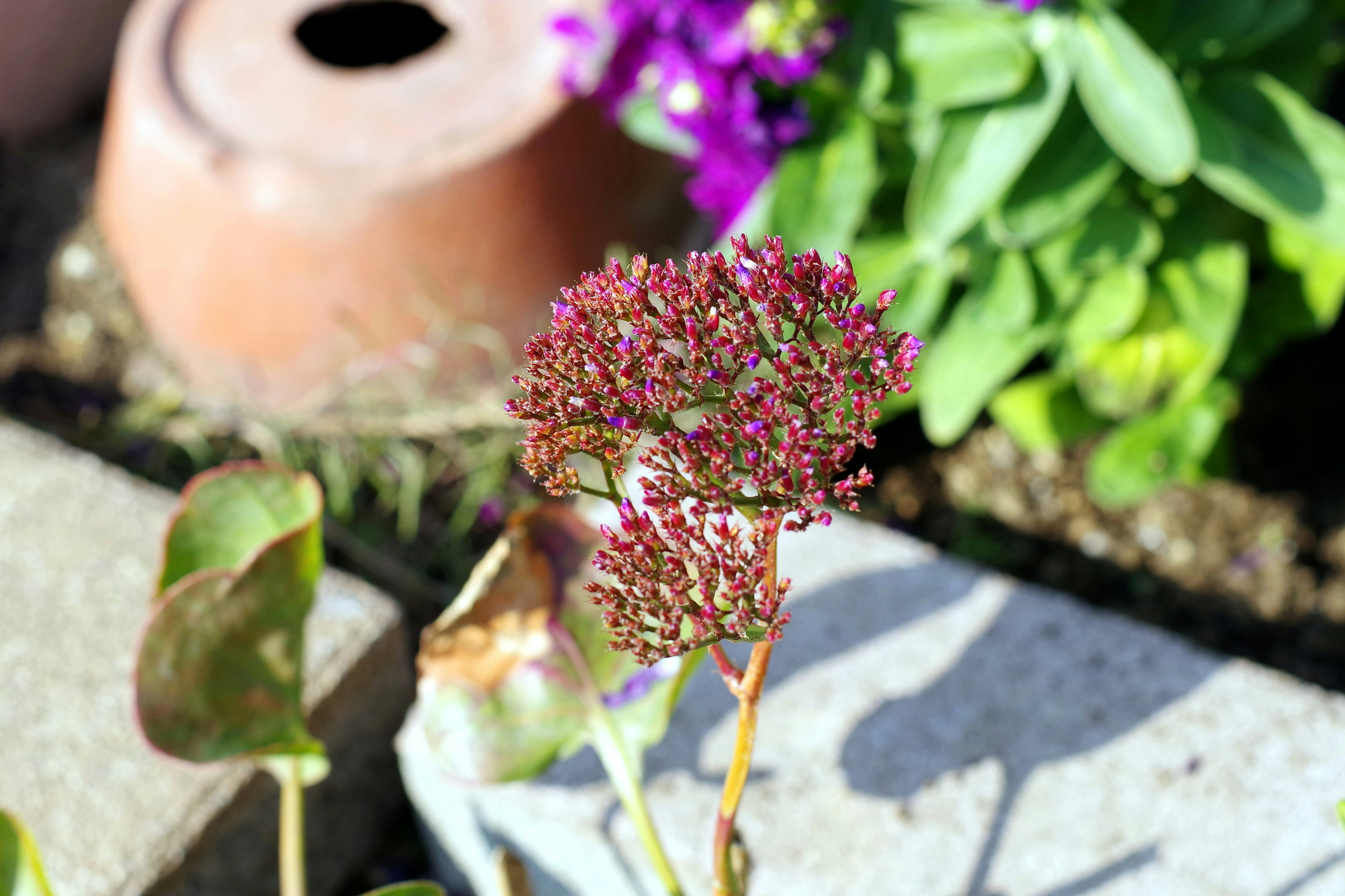 紫色の花が咲く植物と背景に陶器の鉢がある庭の風景