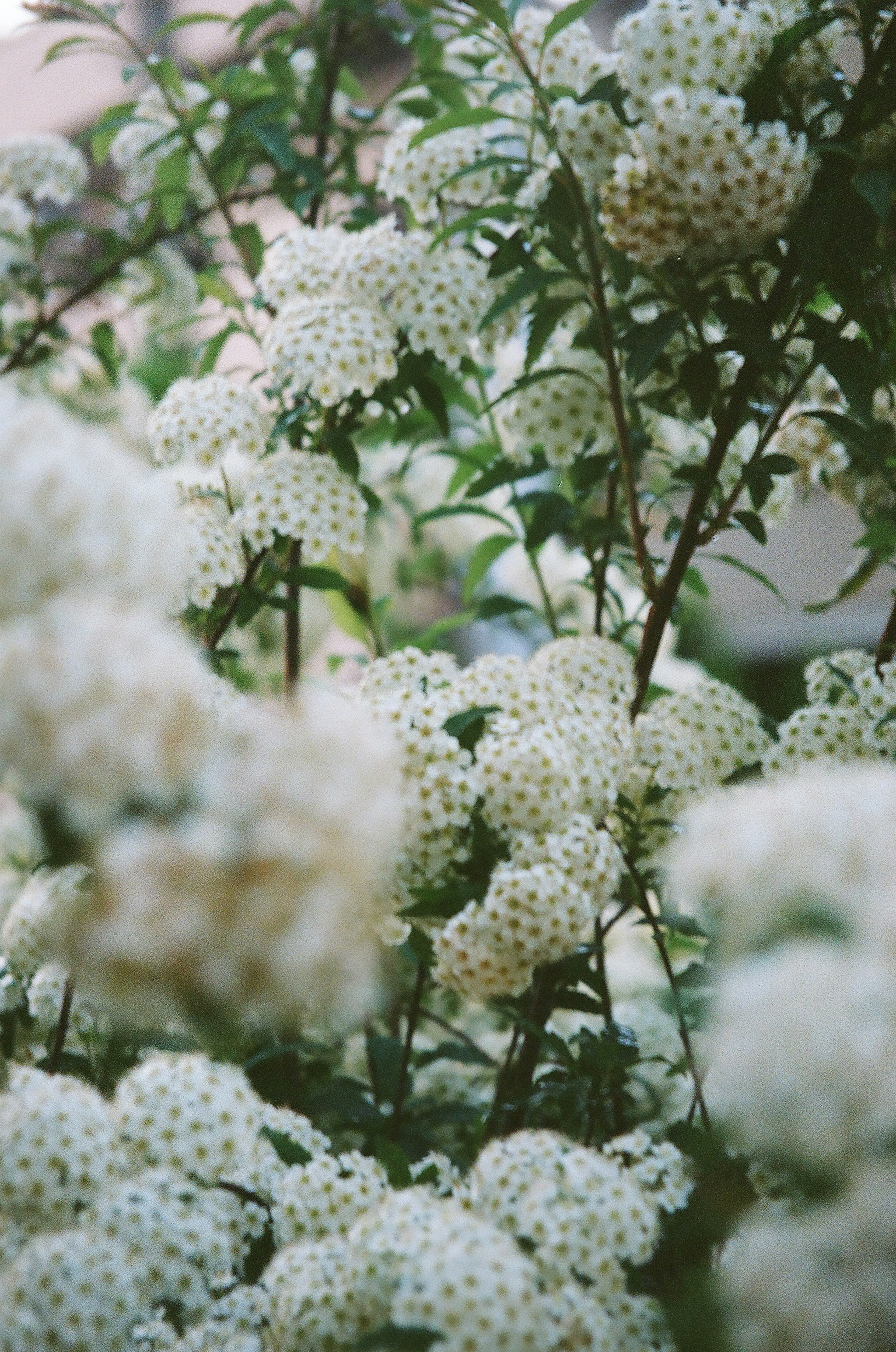 白い花が咲いている植物のクローズアップ