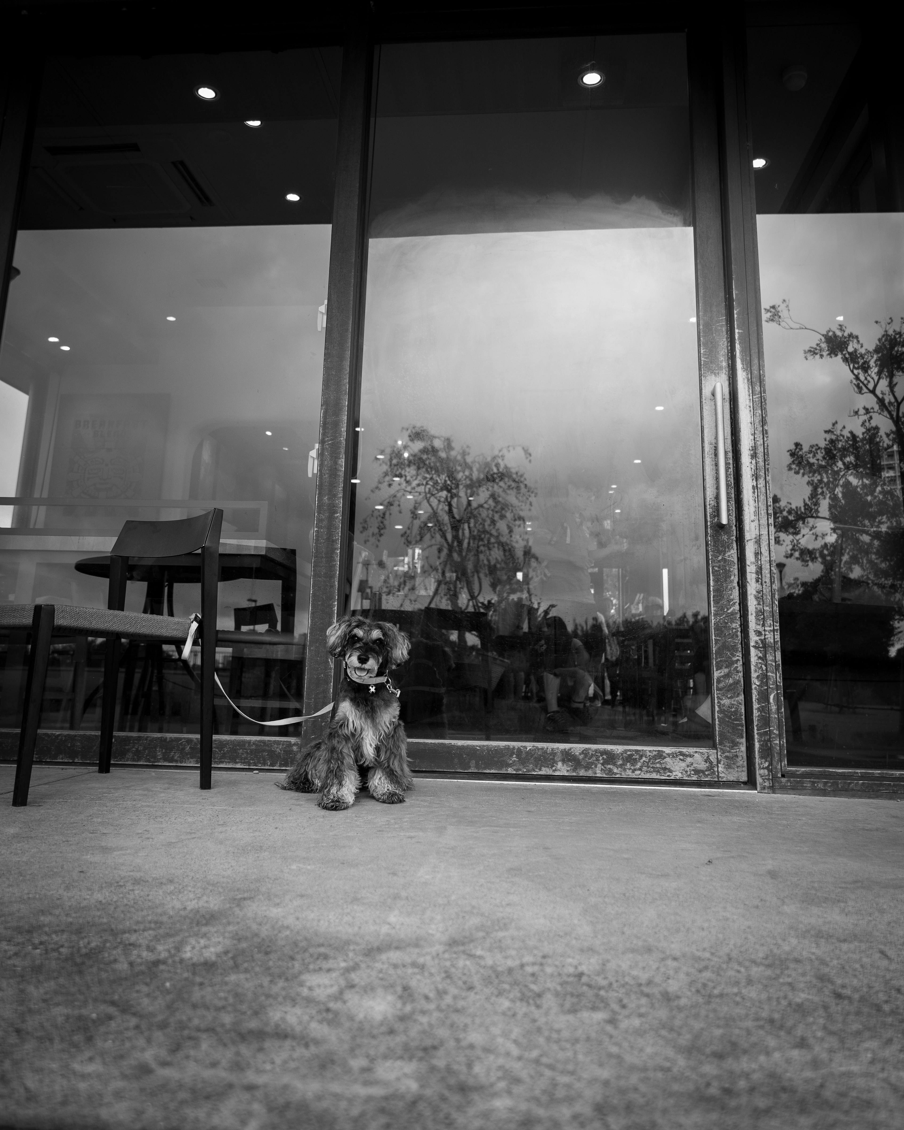 Un perro blanco y negro sentado frente a una puerta de vidrio de un café