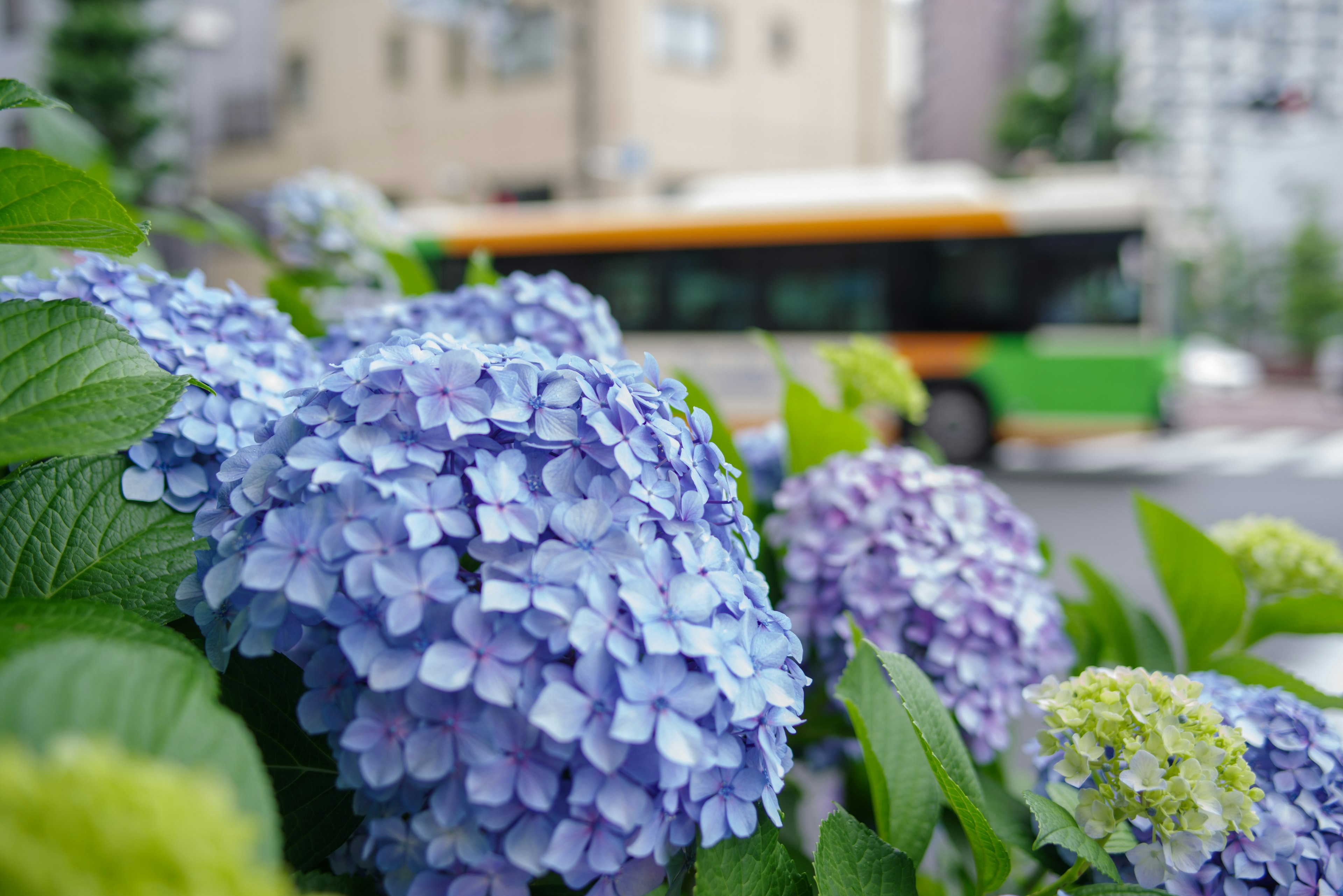 Nahaufnahme von Hortensienblüten mit einem Bus im Hintergrund