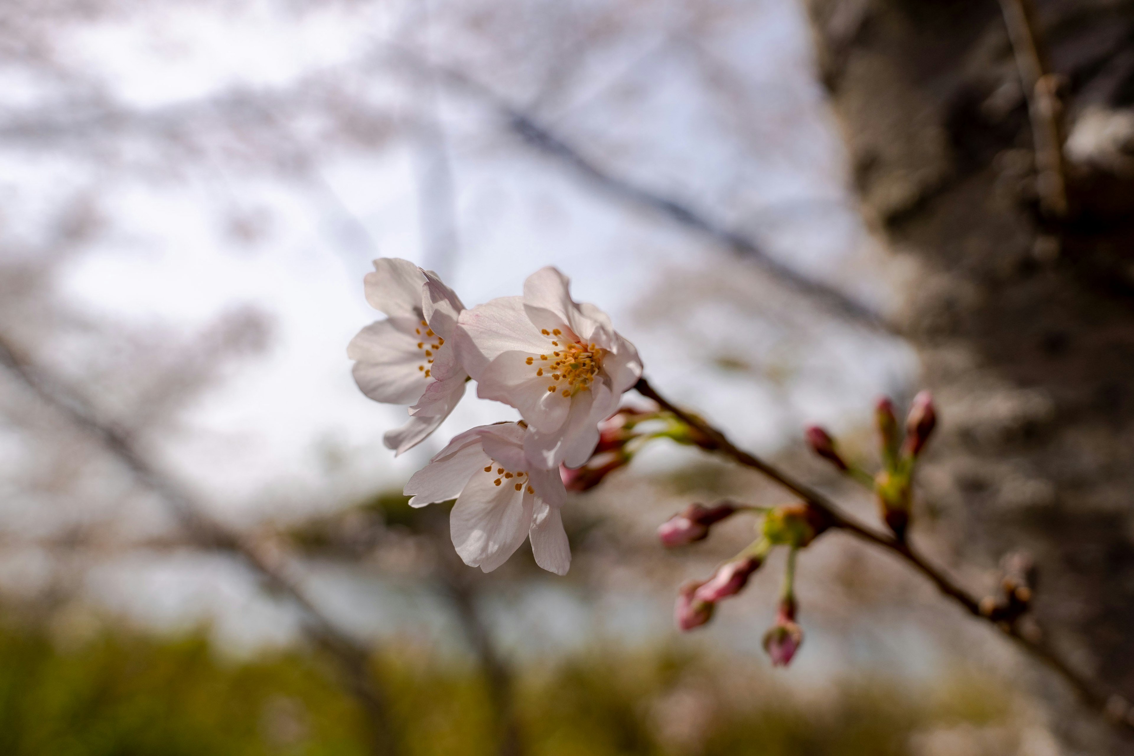 桜の花が咲いている美しい近接写真