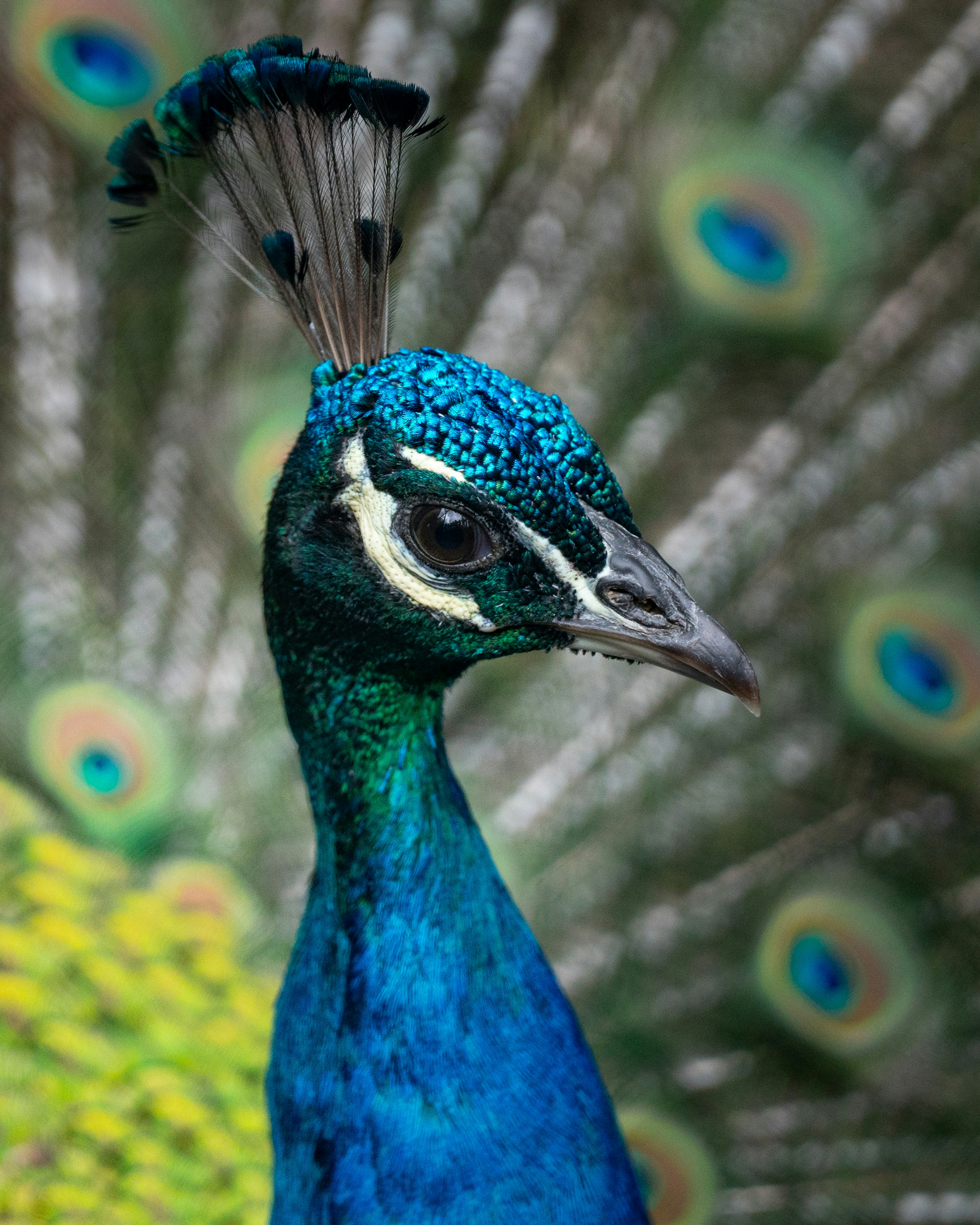 Gros plan d'un magnifique paon avec des détails vibrants de plumes bleues et vertes