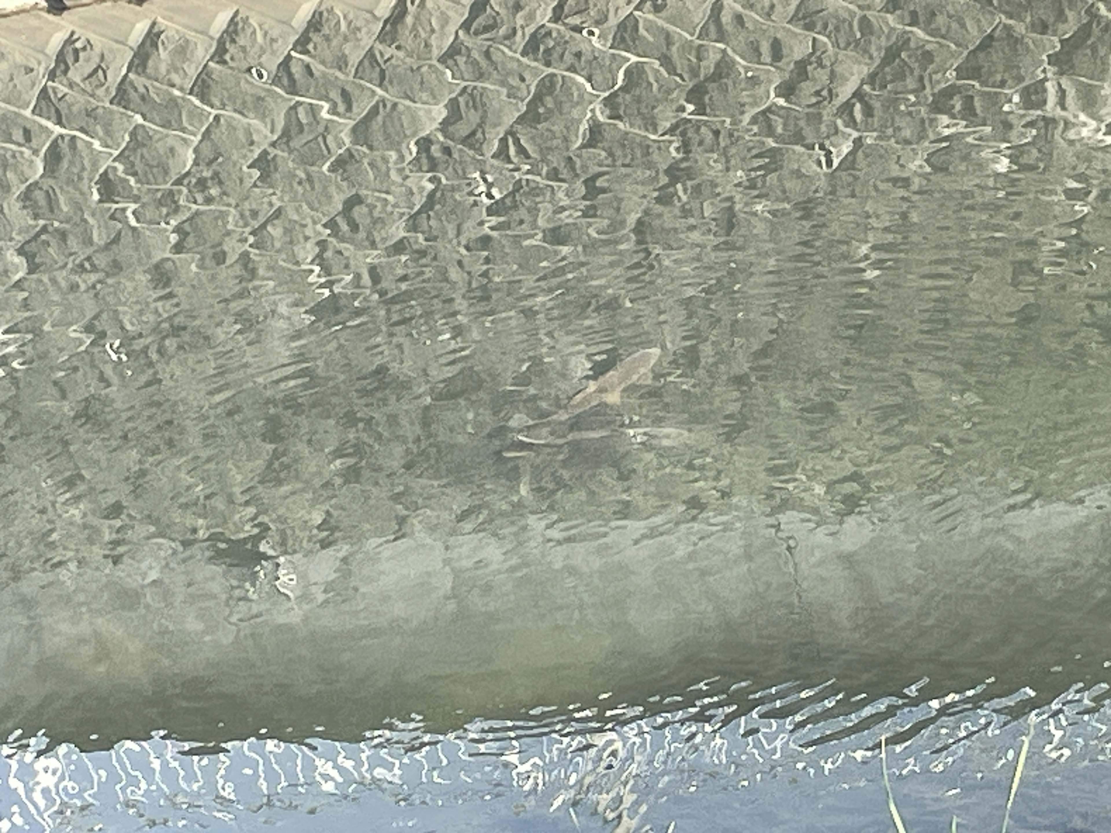 Poisson nageant sous la surface de l'eau avec des ondulations et des reflets