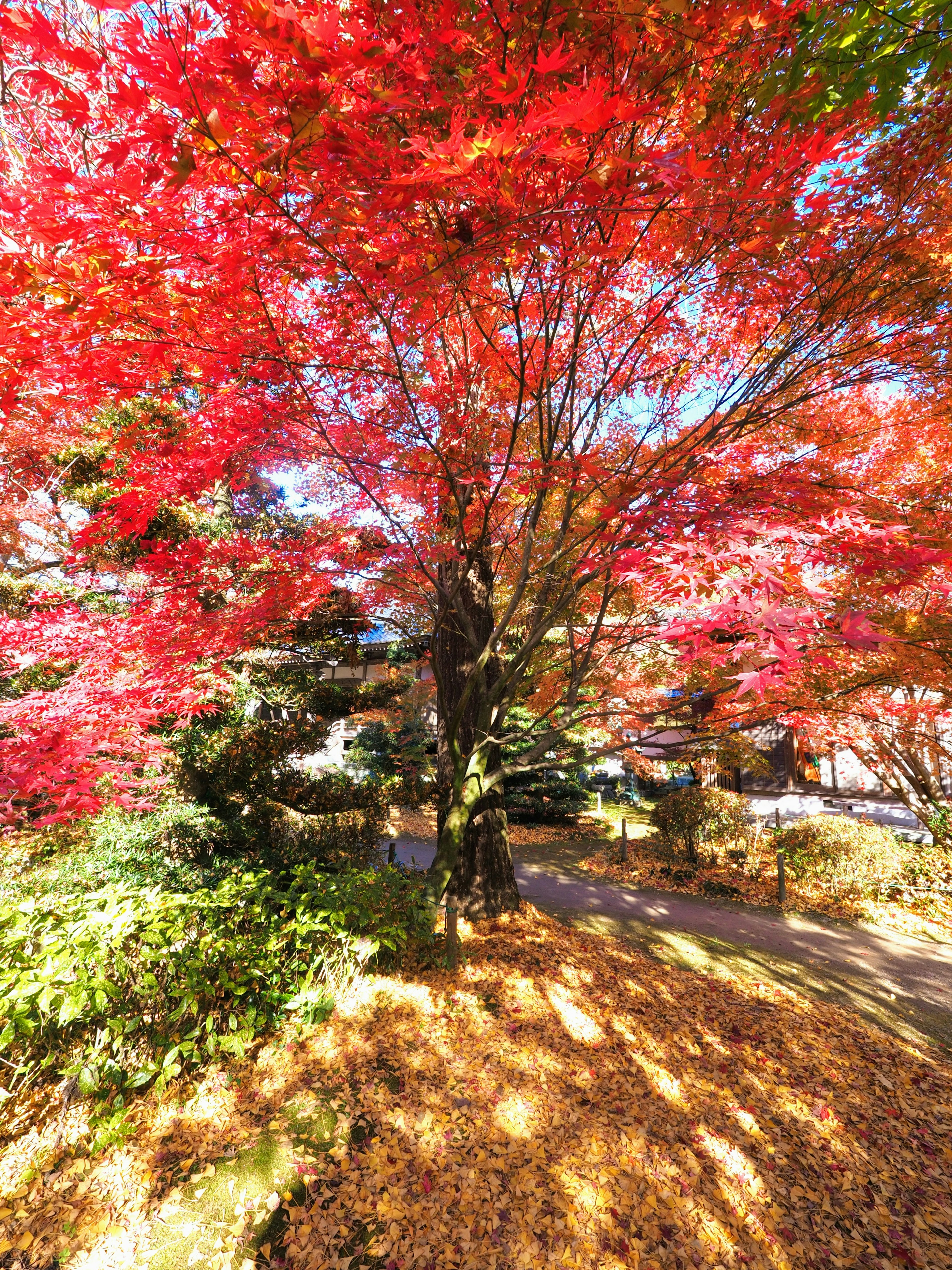 Árbol de arce rojo vibrante con hojas de otoño proyectando sombras en un jardín