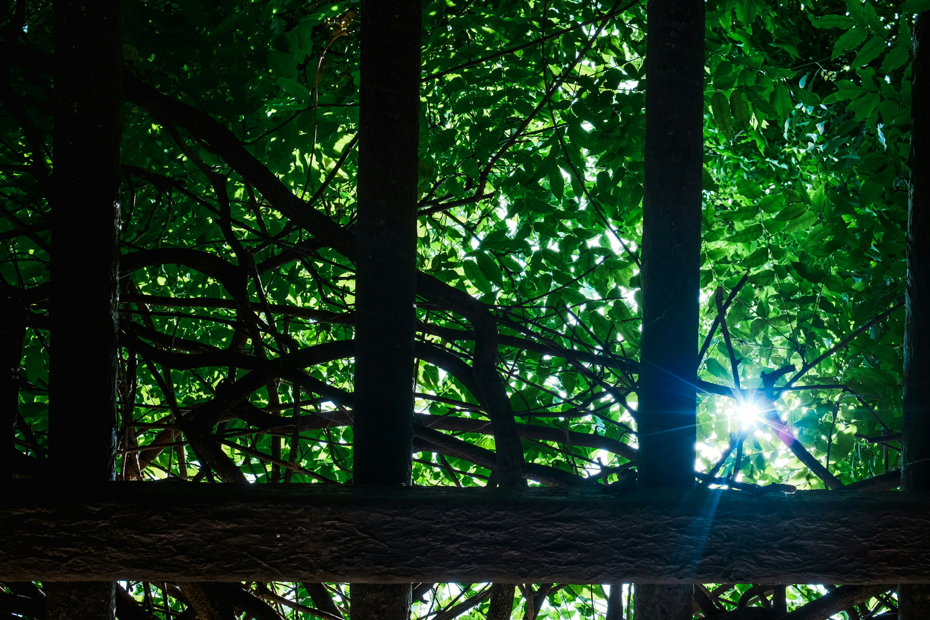 Blick auf grüne Blätter und Sonnenlicht, das durch die Bäume filtert