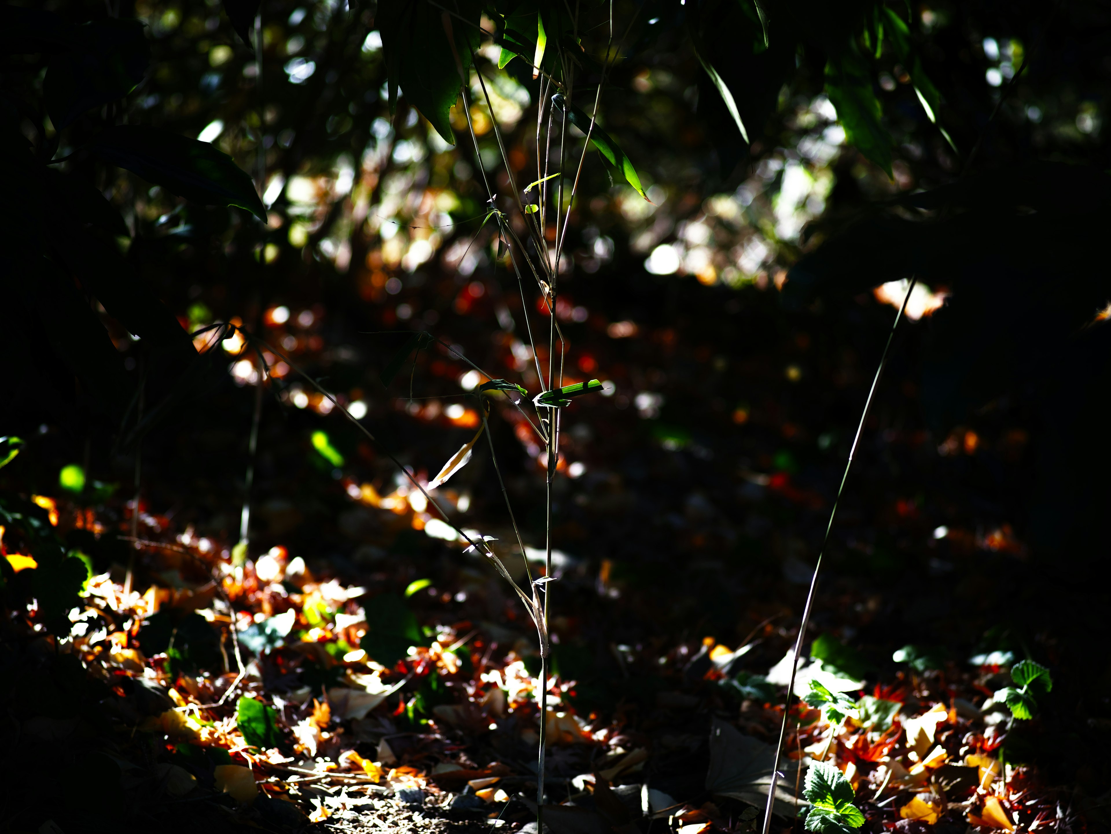 Thin plant standing in shaded area with scattered autumn leaves