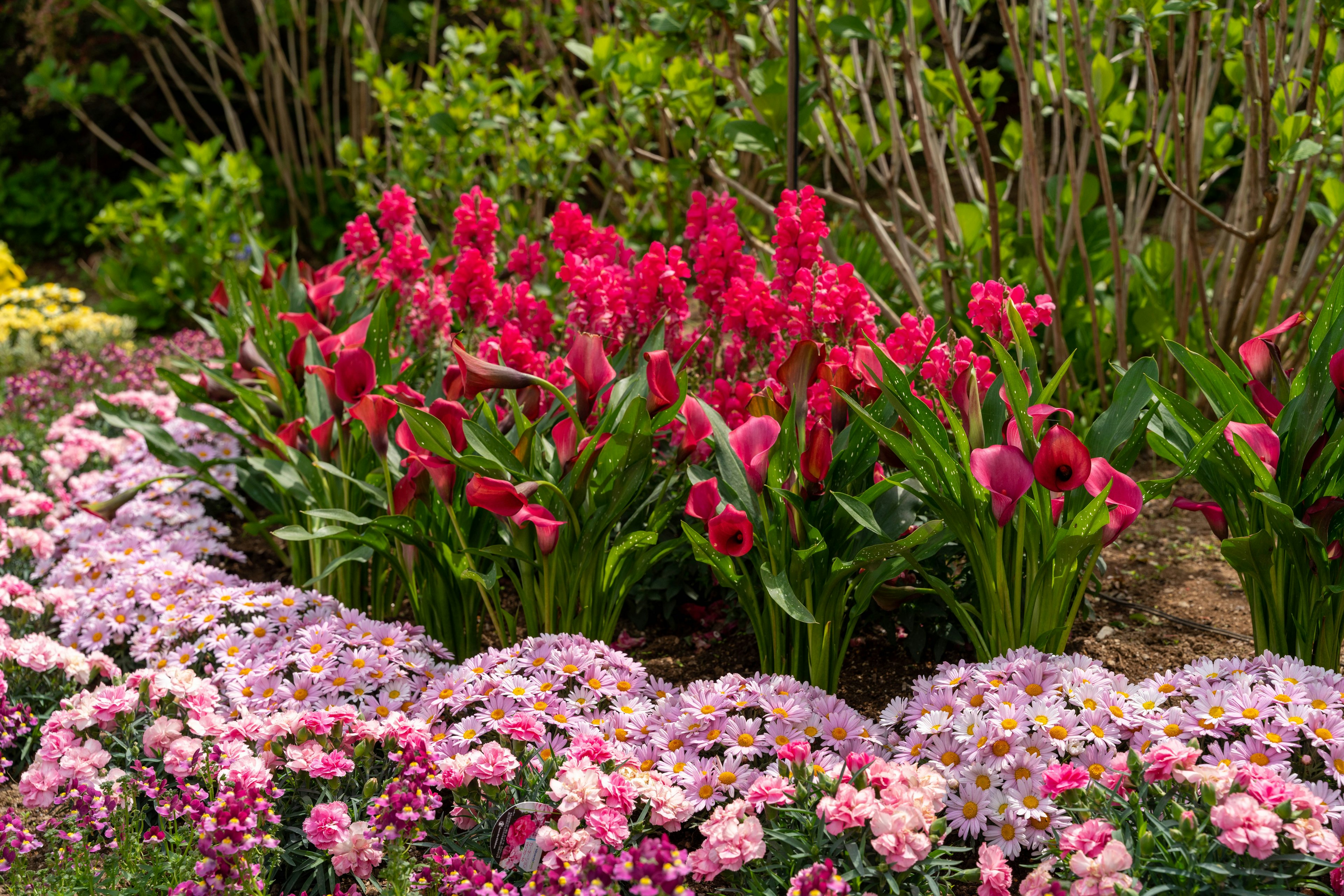 Scène de jardin vibrante avec des fleurs roses et un feuillage vert luxuriant mettant en valeur un bel agencement floral