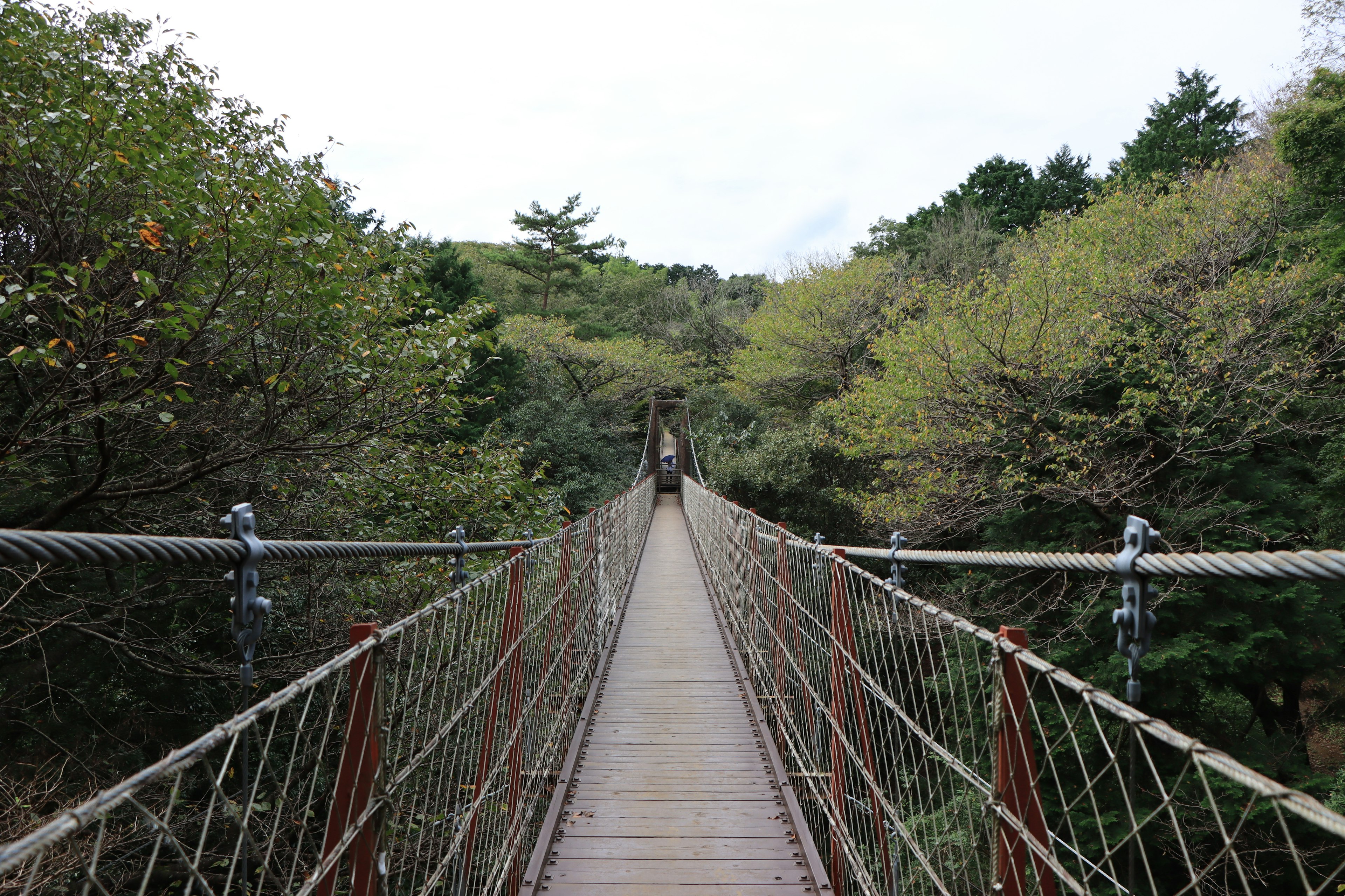 Hängende Brücke, die durch den Wald führt, mit einer Person, die geht