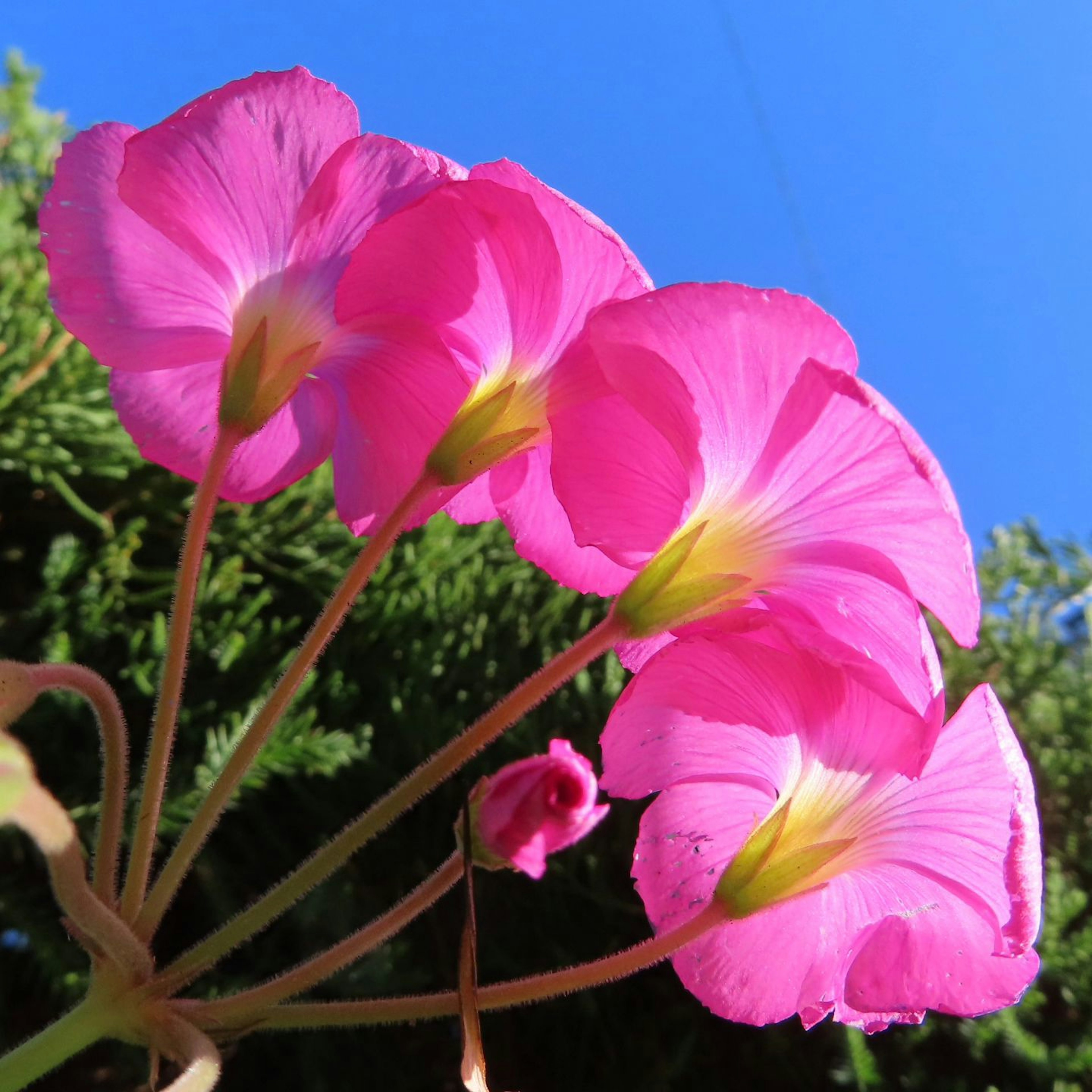 Rosa Blumen blühen vor blauem Himmel