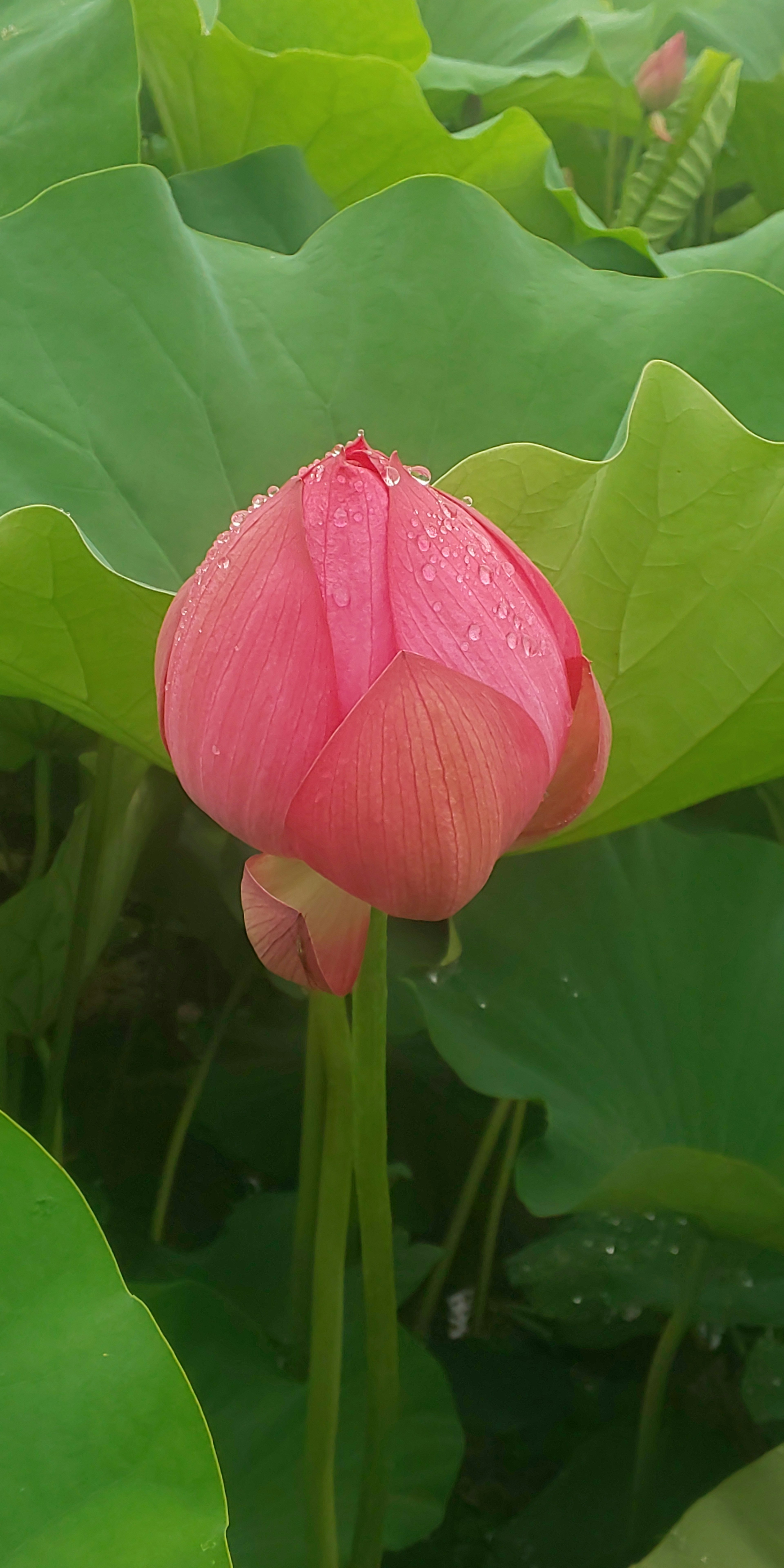 A beautiful pink lotus bud standing among green leaves