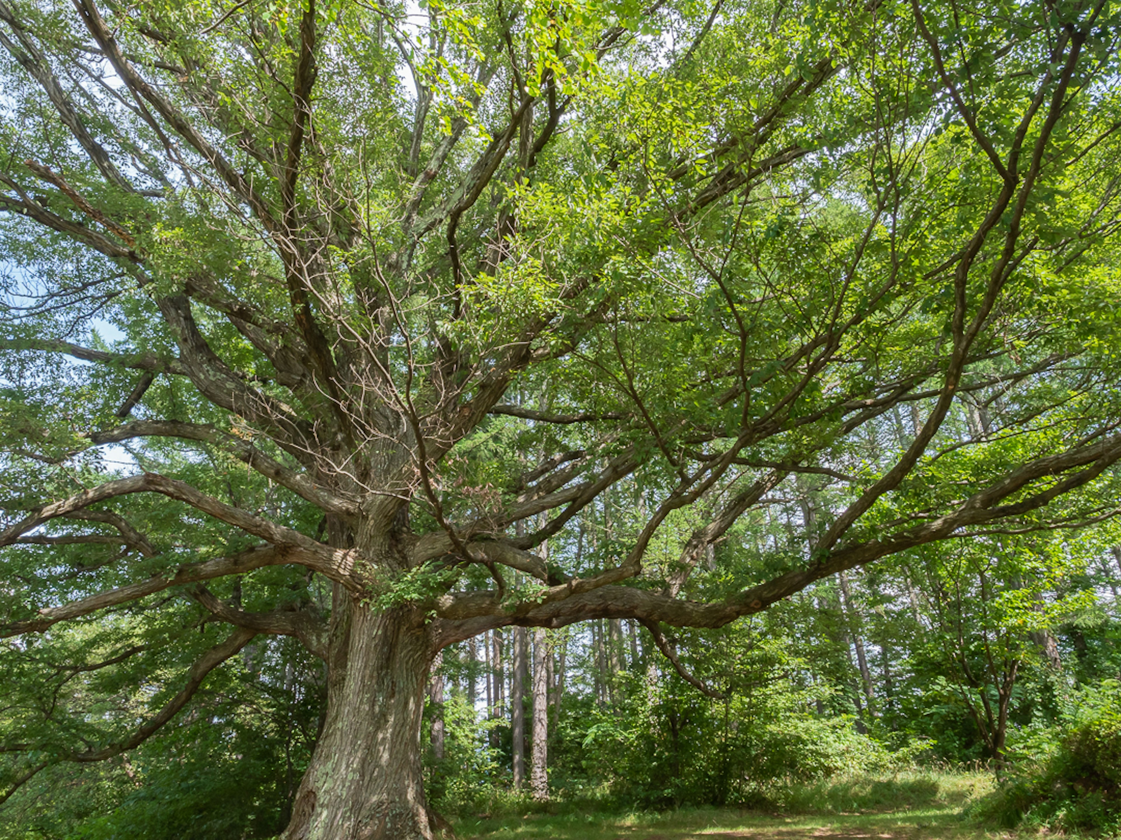 Large tree with sprawling branches in a lush green setting