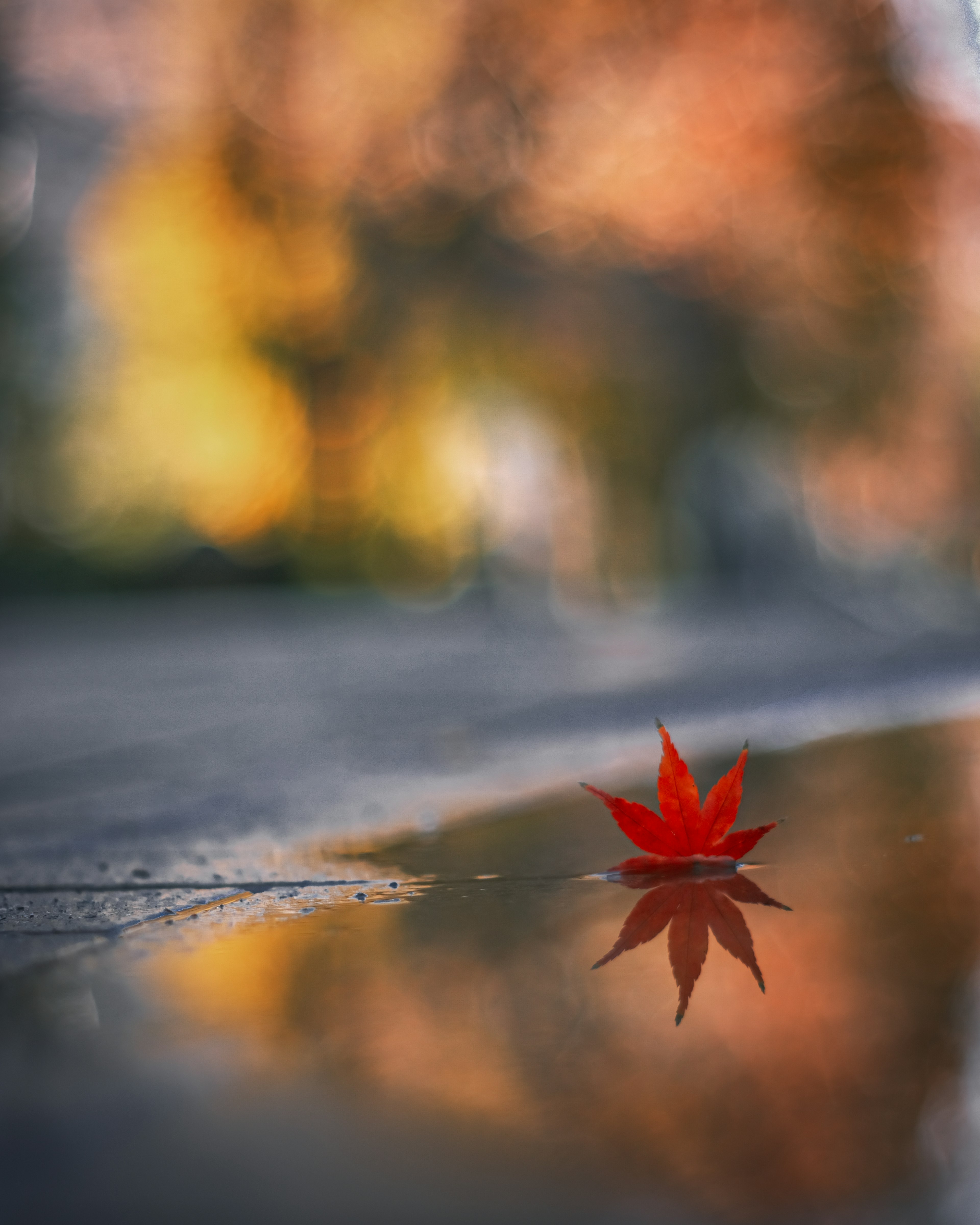 Hoja roja flotando en un charco reflejando colores de otoño