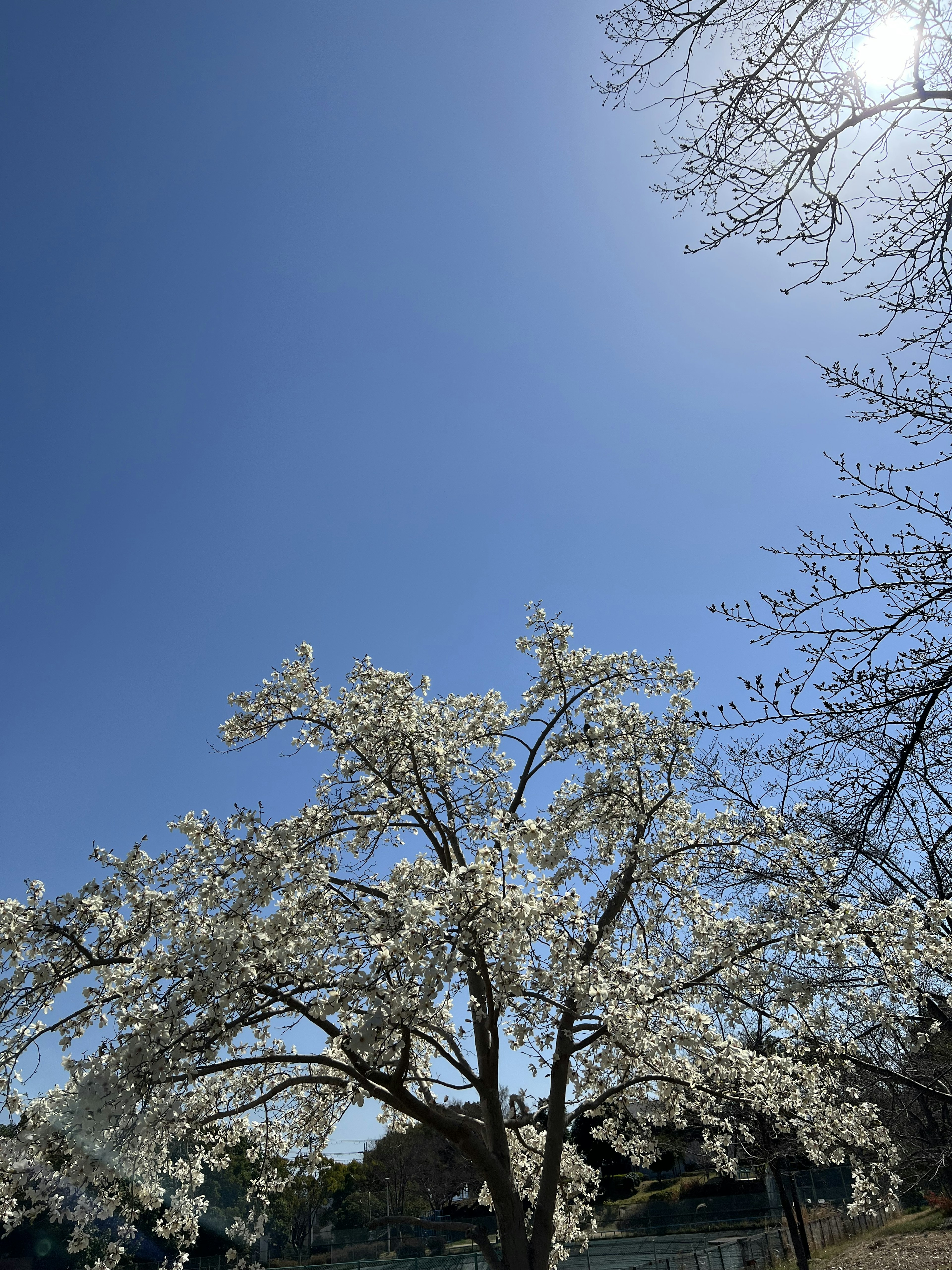 Un albero con fiori bianchi sotto un cielo blu chiaro