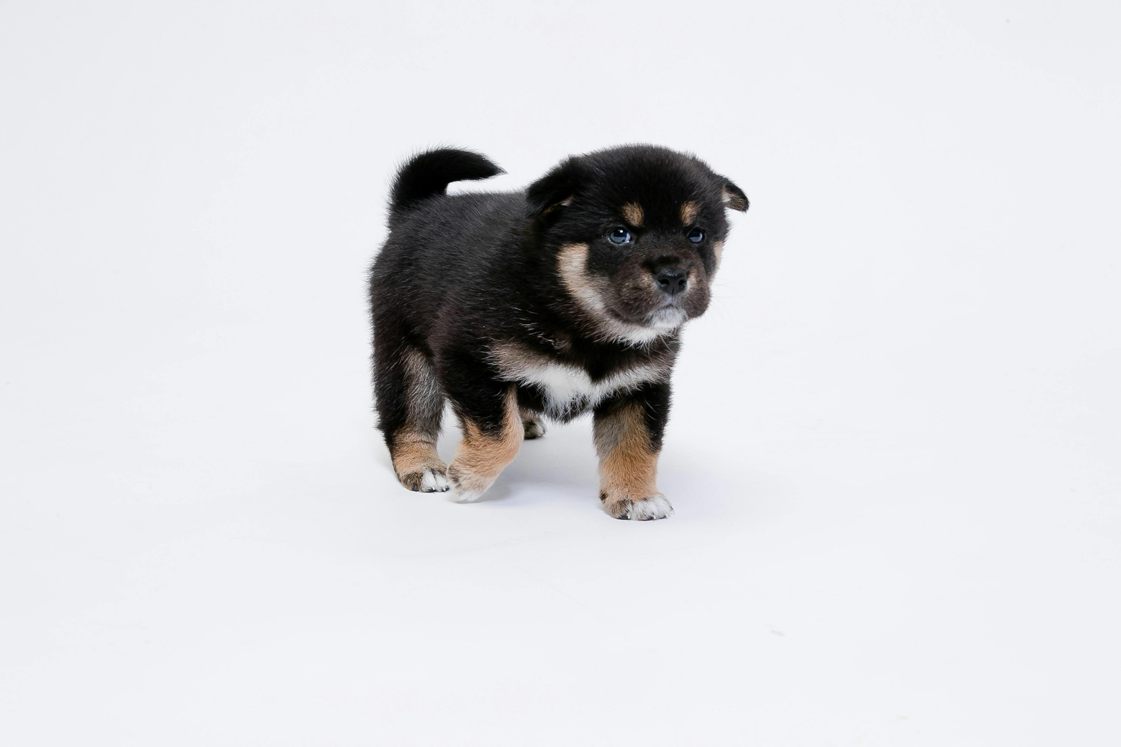 Un cachorro de Shiba Inu negro y marrón caminando sobre un fondo blanco