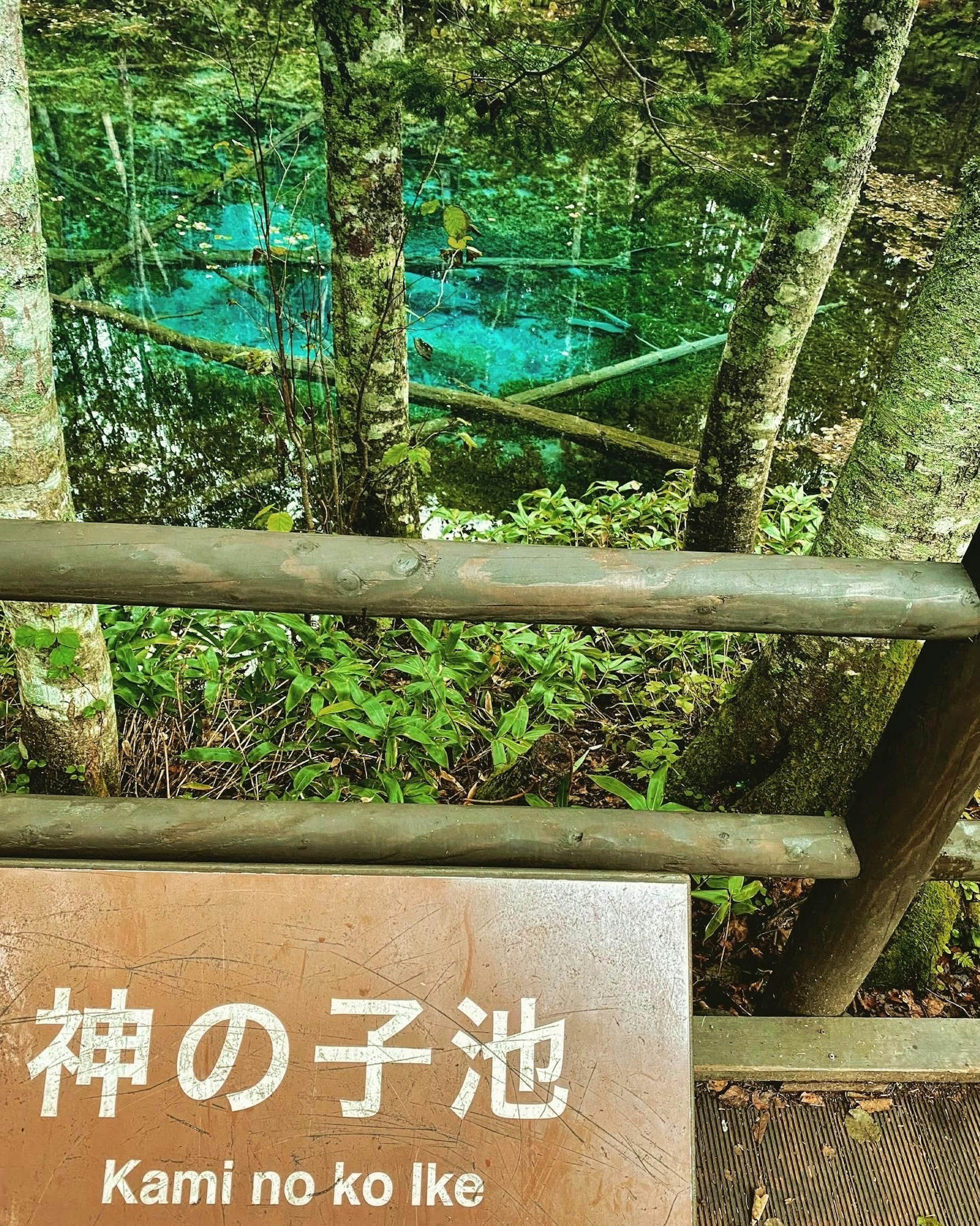 神之子池的风景，碧绿色的水被树木环绕