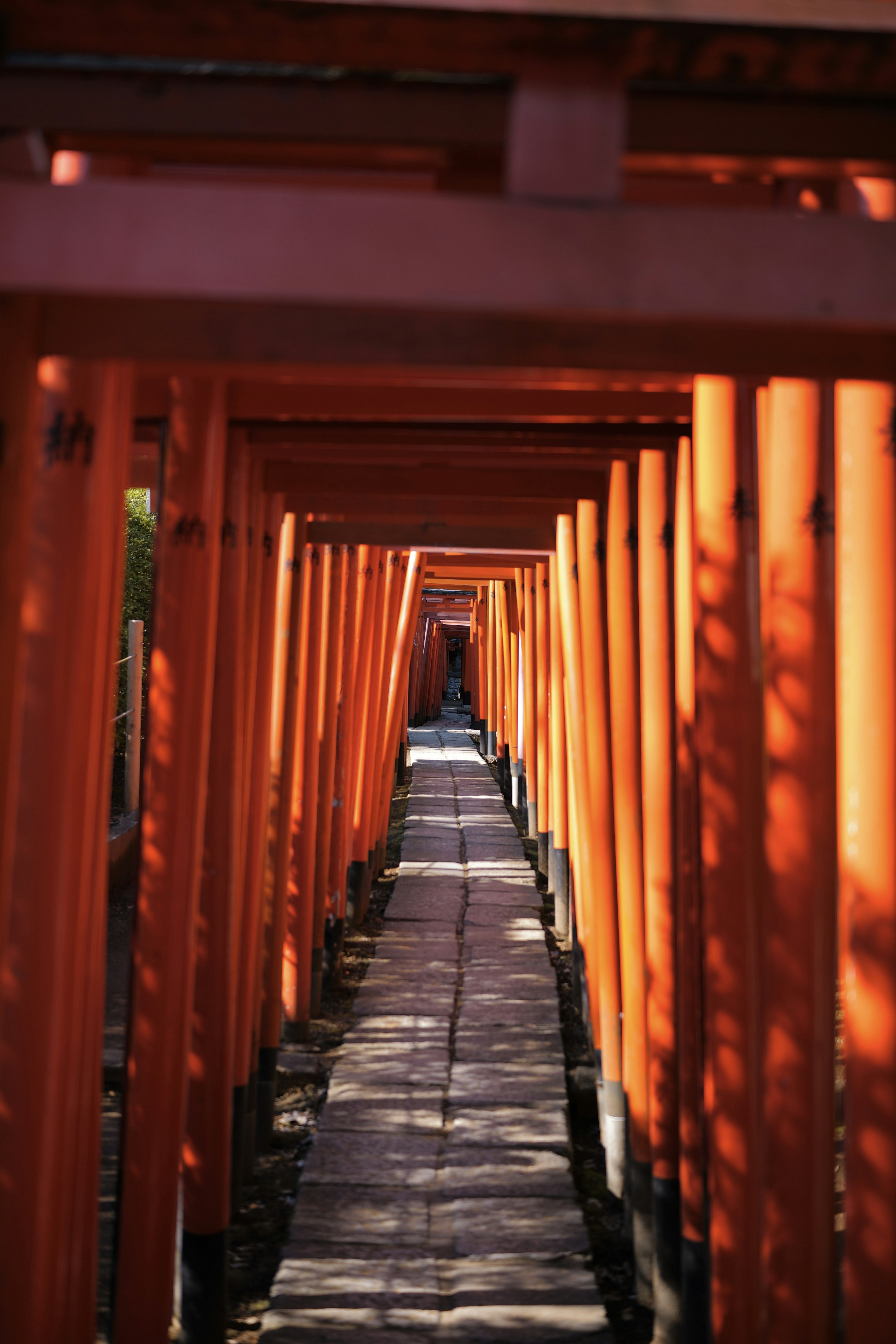 Pathway lined with vibrant red torii gates