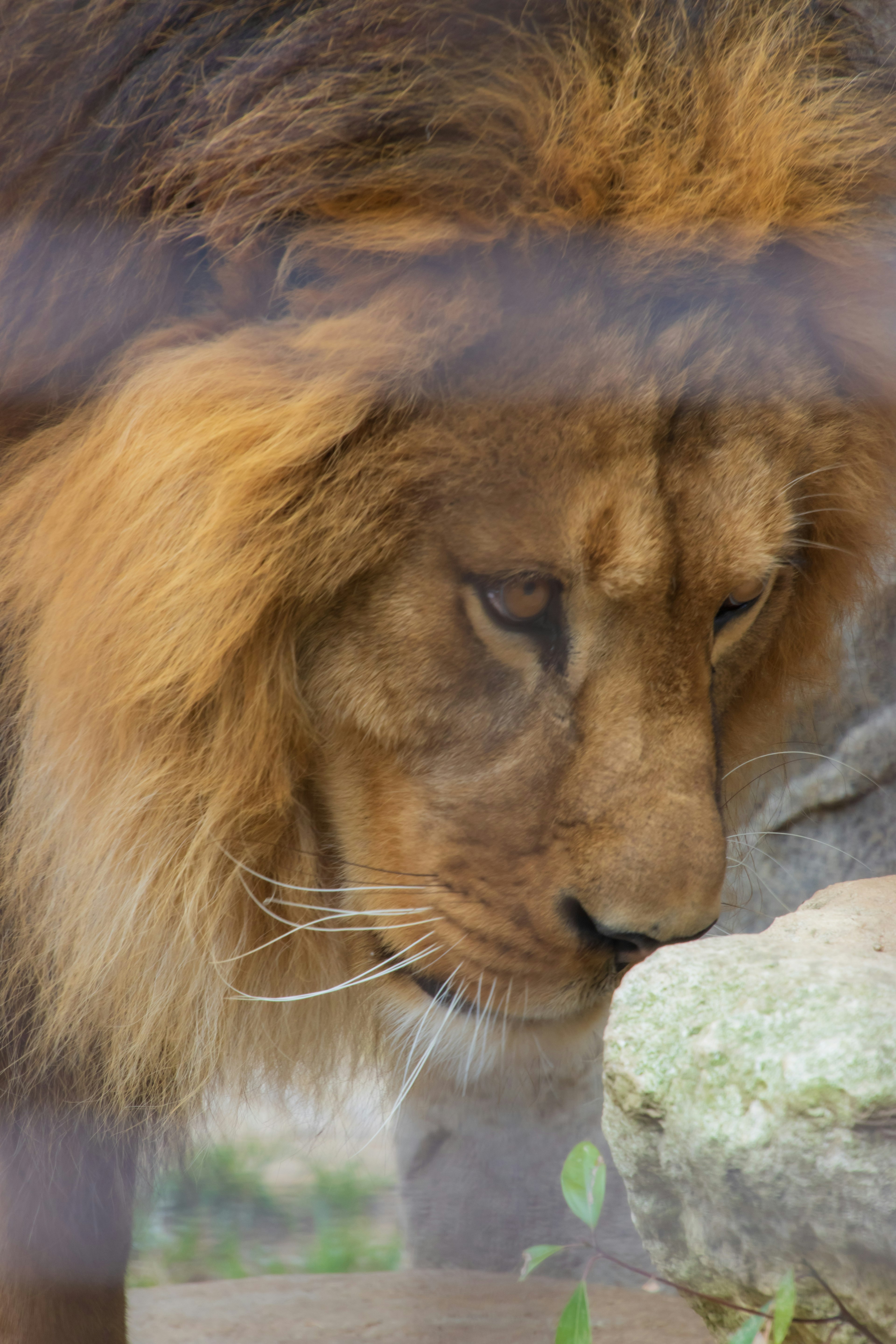 Lion cautiously sniffing near a rock