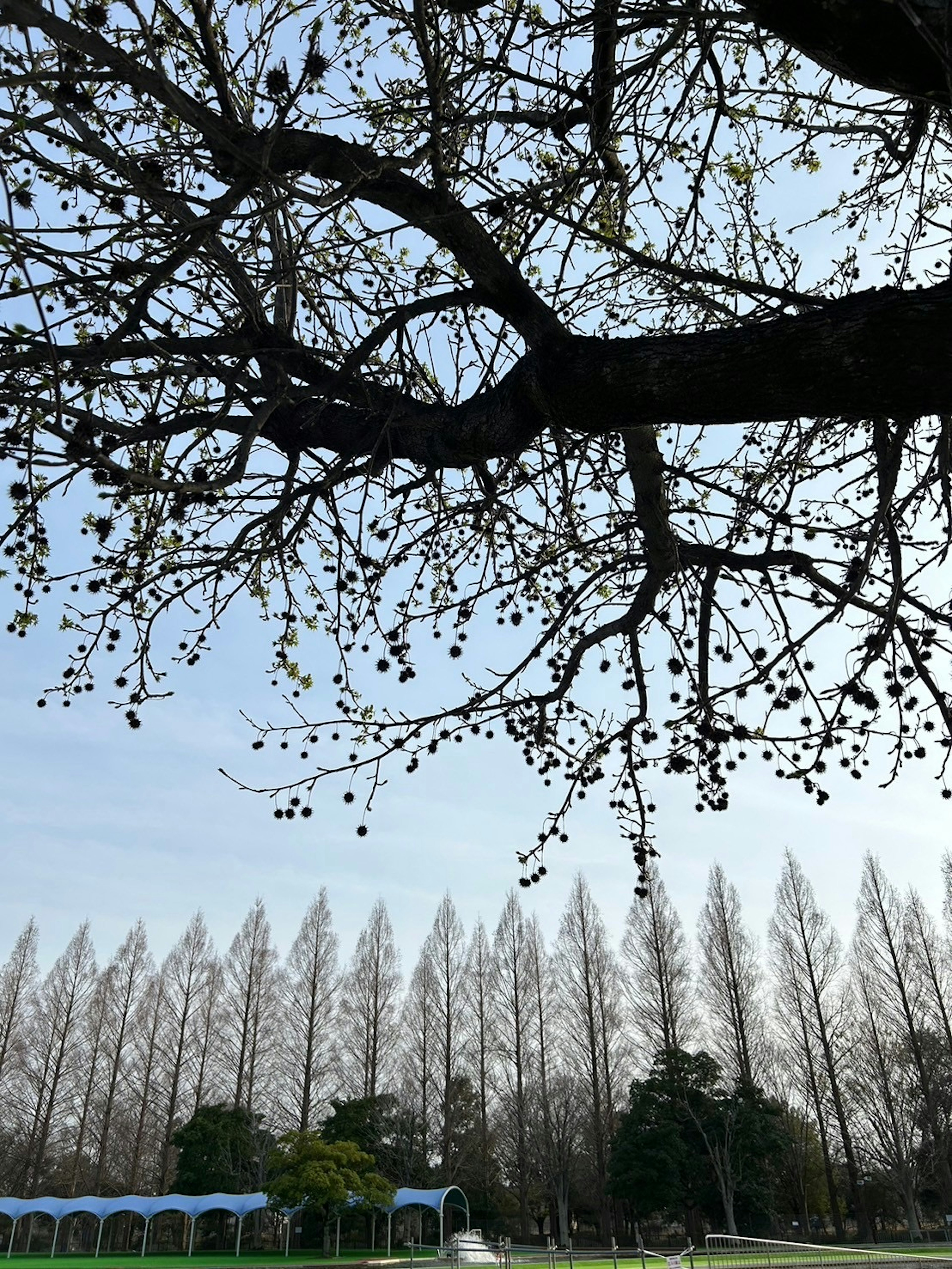 枝が伸びる木と青空の下に並ぶ細長い木々の風景