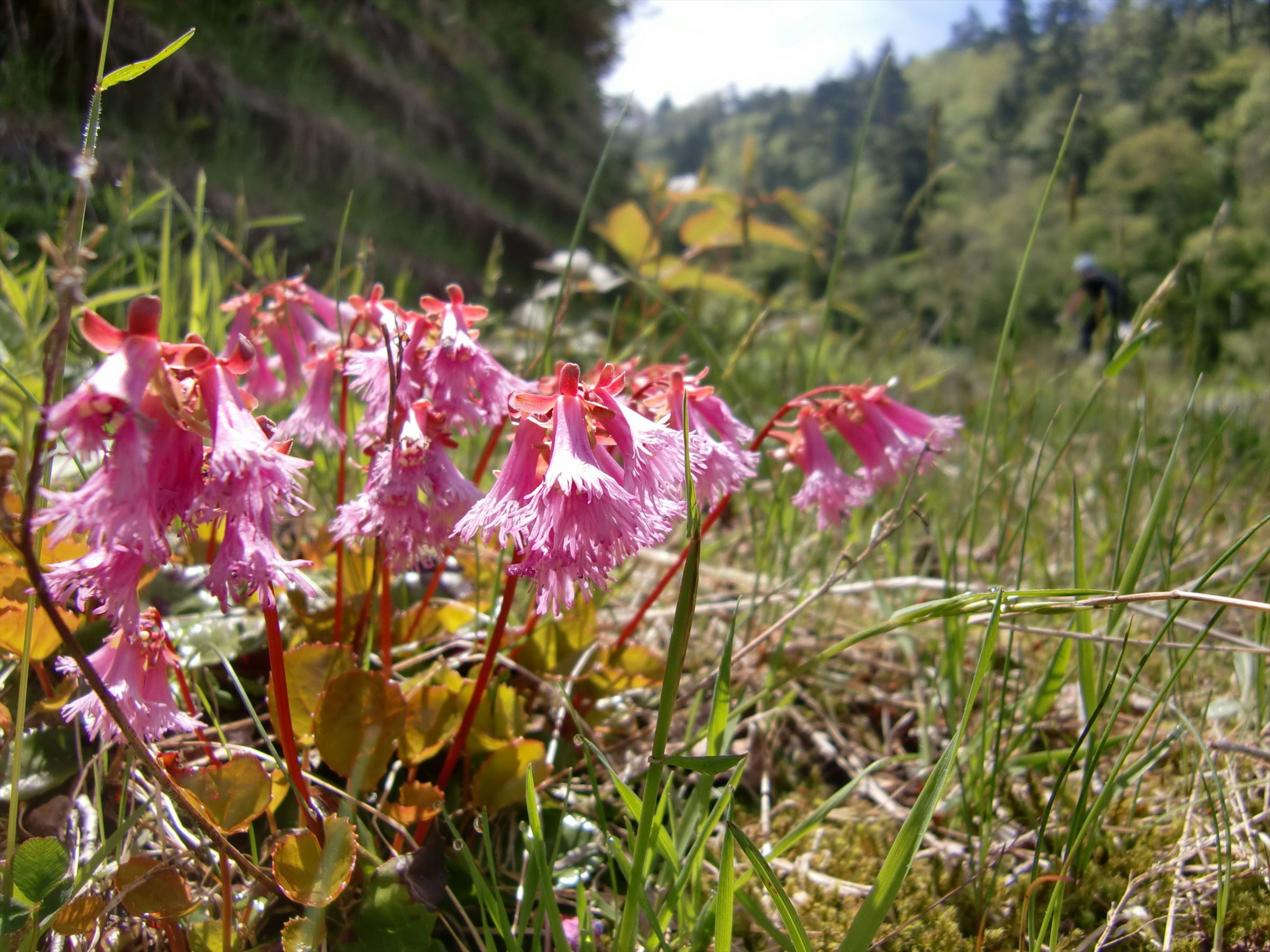 Rosa blühende Blumen in einem grasbewachsenen Feld mit unscharfen grünen Bäumen im Hintergrund