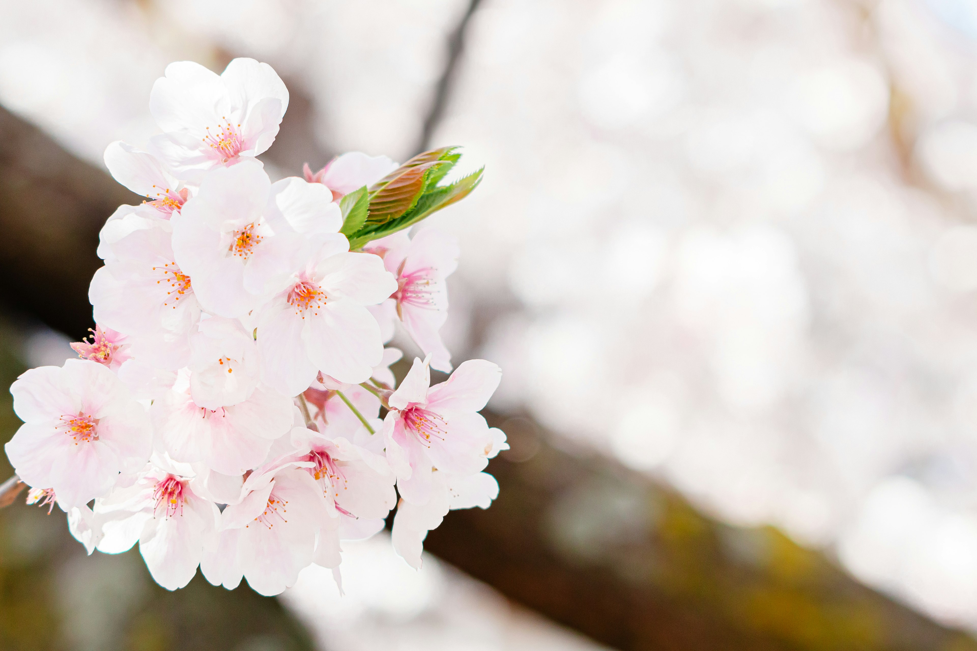 桜の花が咲いている美しい風景のクローズアップ