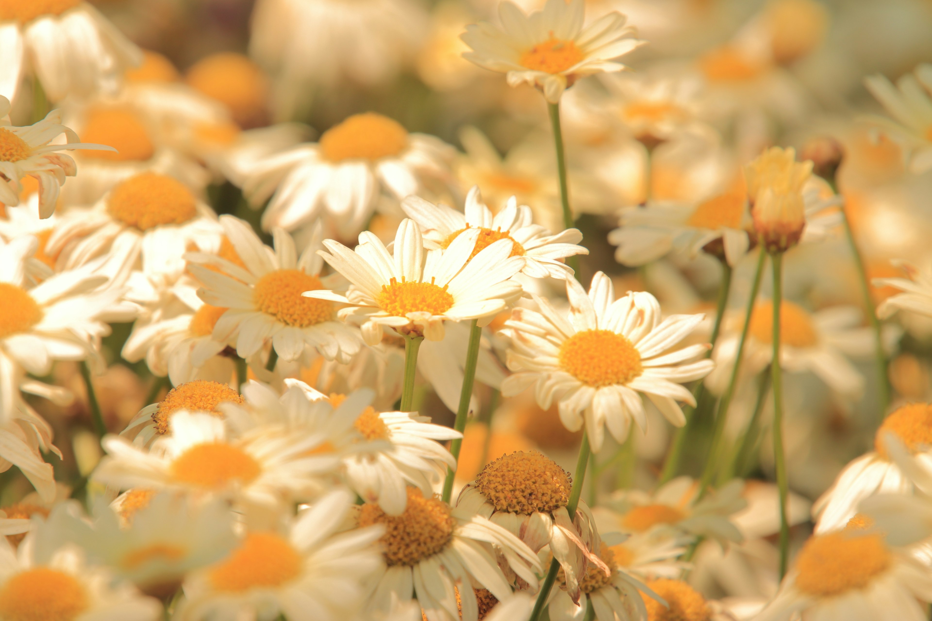 Ladang bunga daisy dengan kelopak putih dan pusat kuning