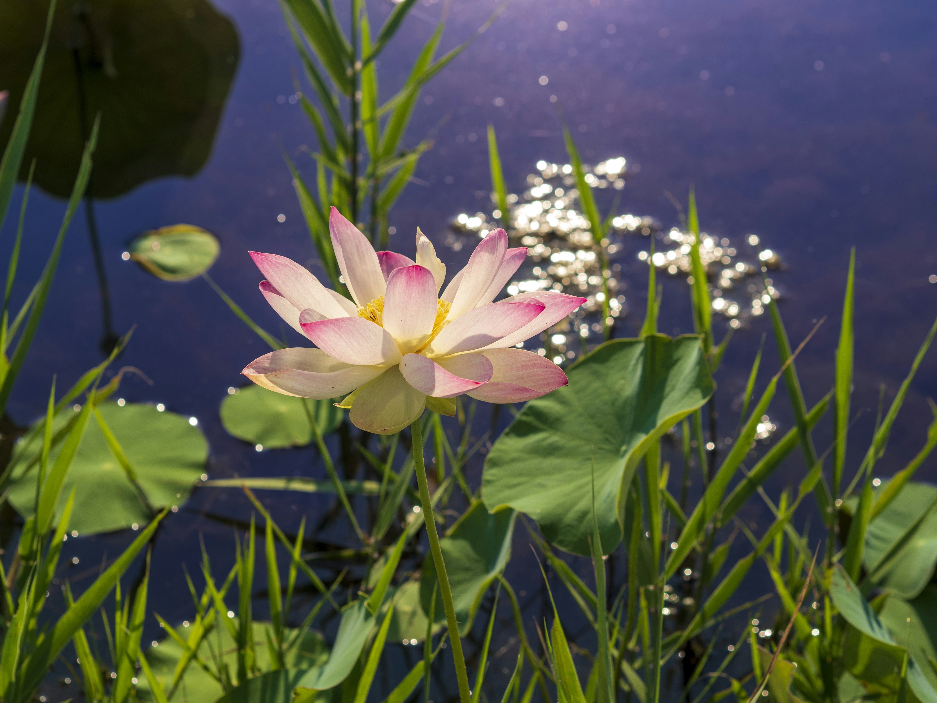 Hermosa flor de loto rodeada de hojas verdes reflejándose en el agua