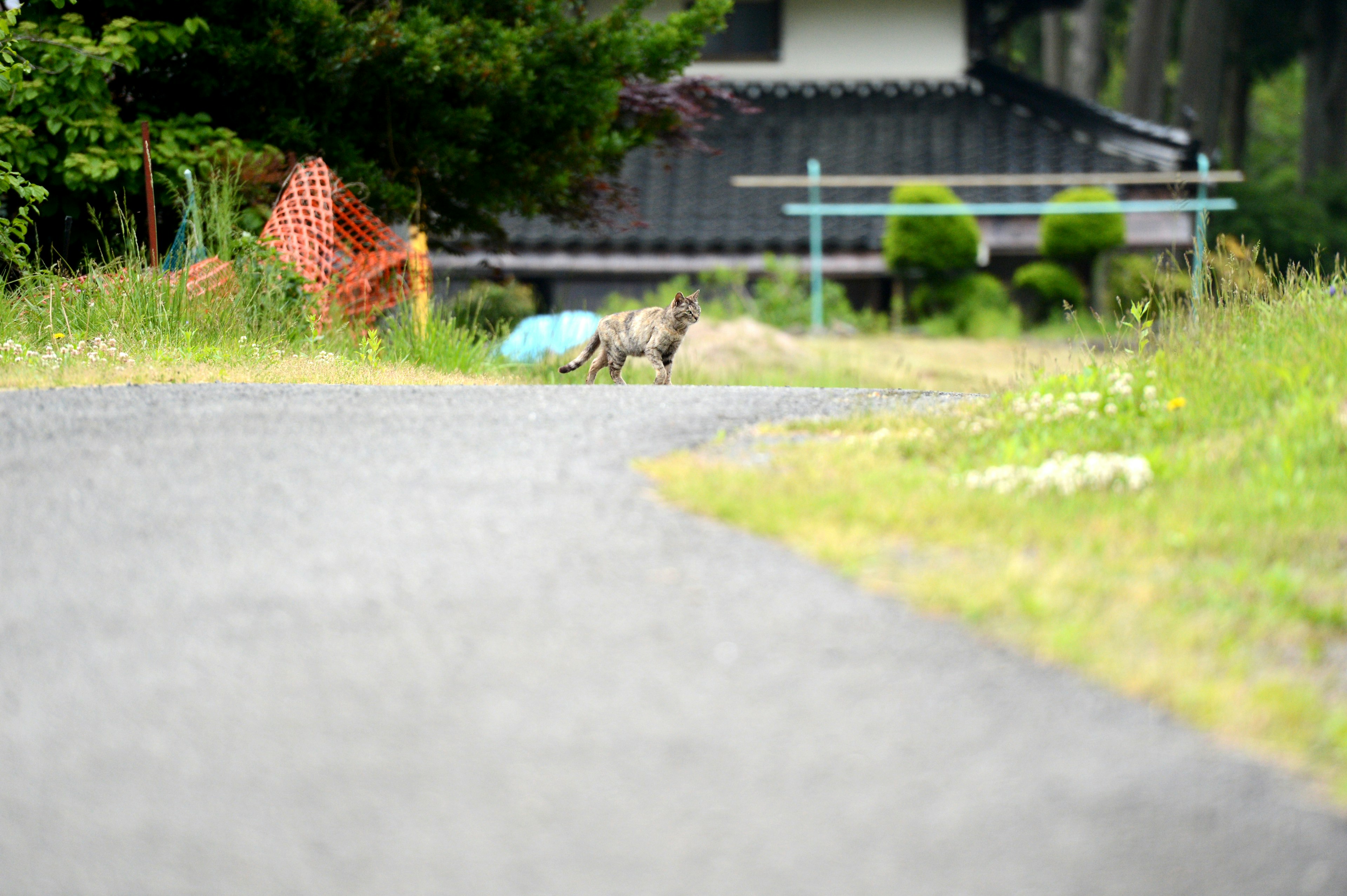 舗装された道の先にある小道と緑の草が見える風景