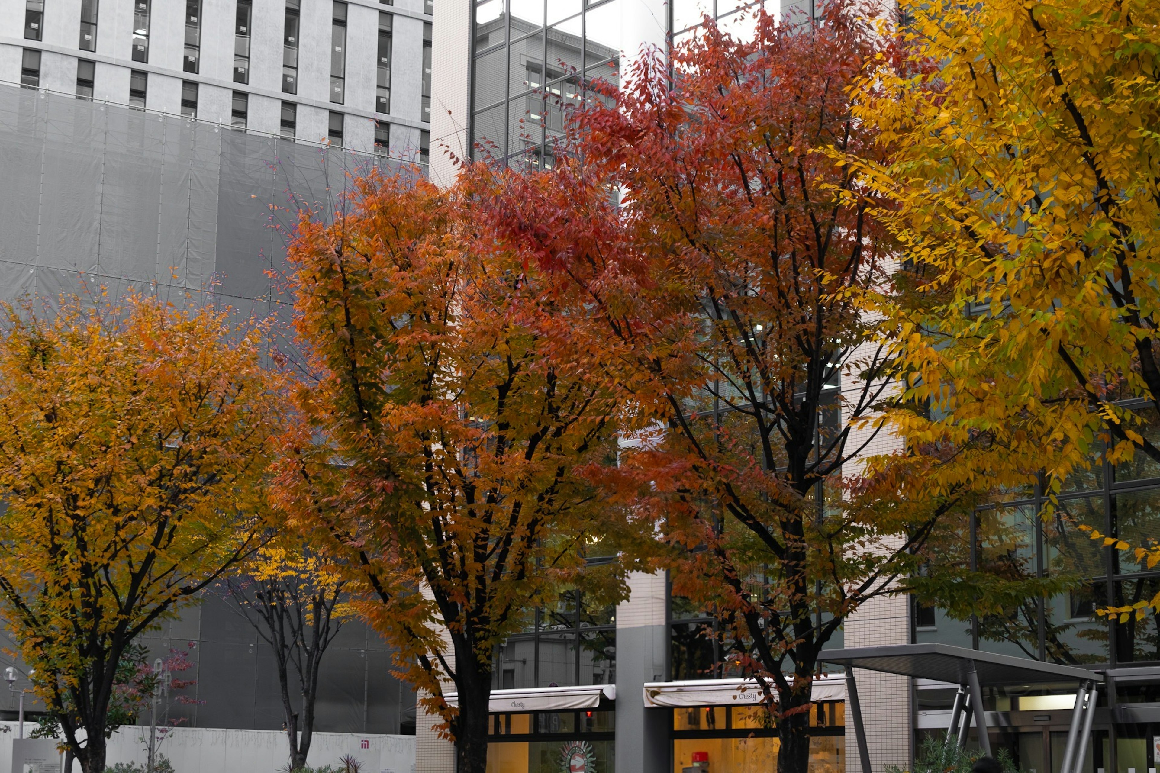 Städtische Szene mit lebhaften Herbstbäumen in Orange- und Gelbtönen