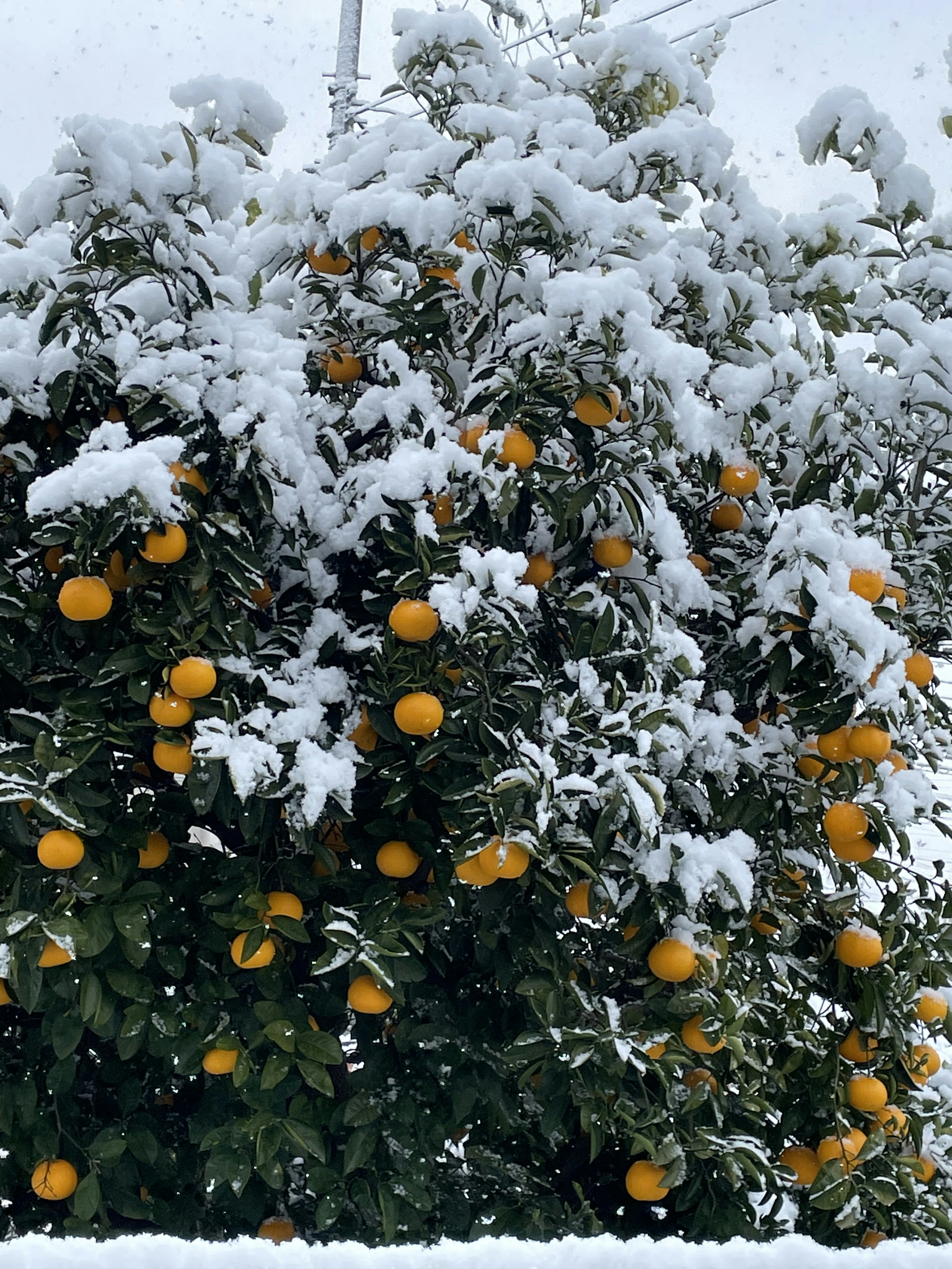 Oranger recouvert de neige avec des oranges brillantes