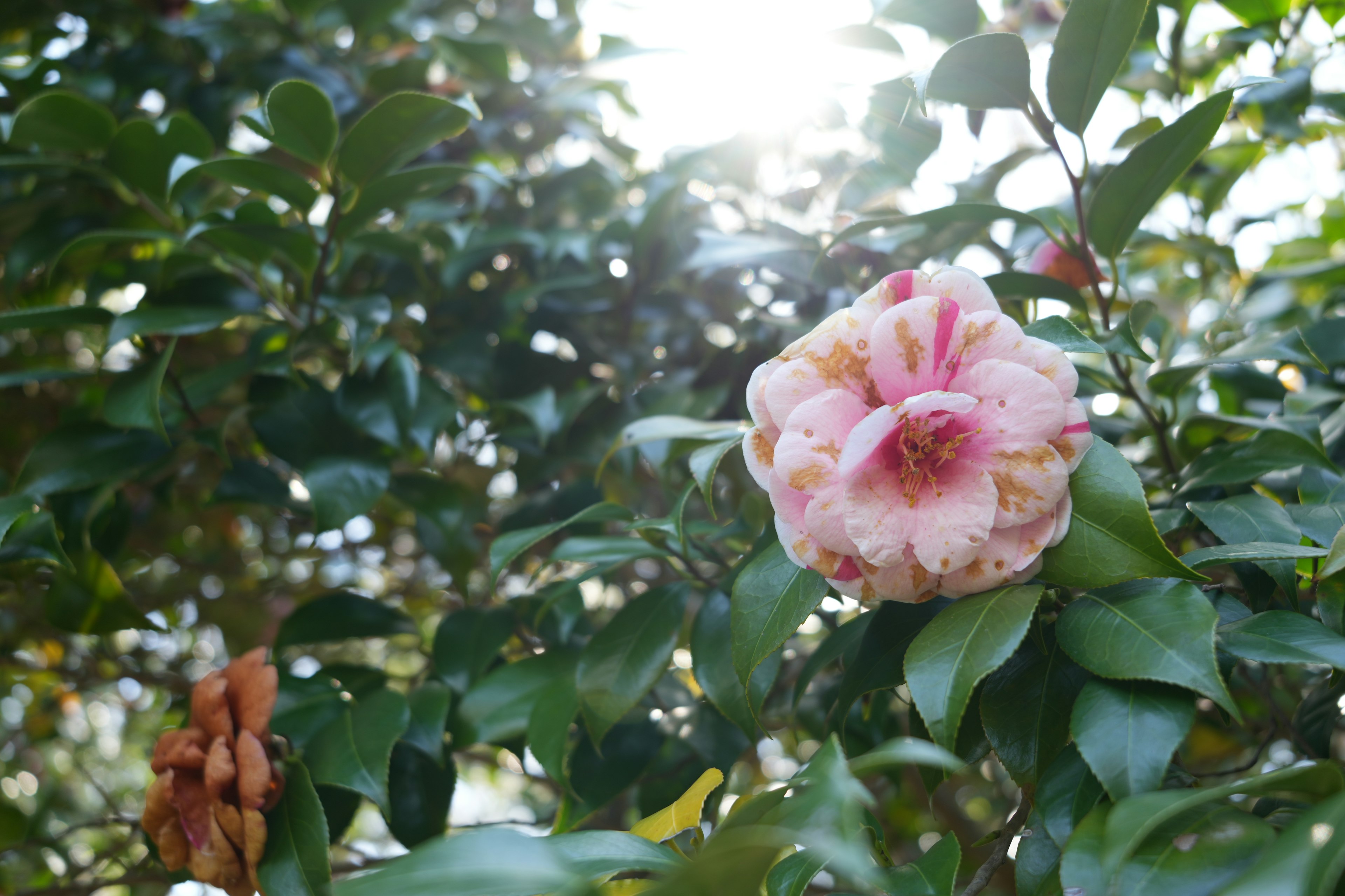 Pink camellia flower blooming in bright sunlight with green leaves