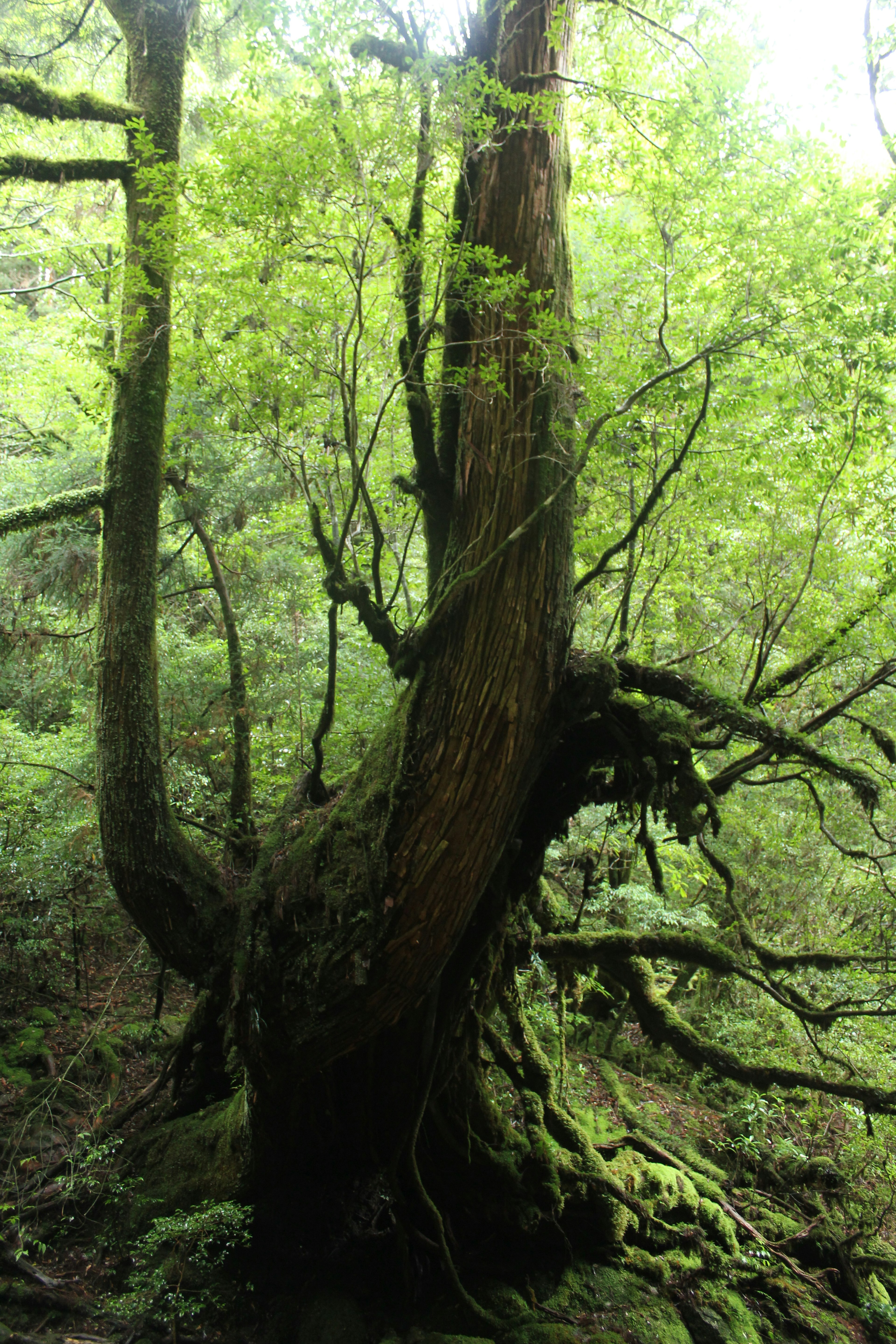 An ancient tree covered in green leaves and moss