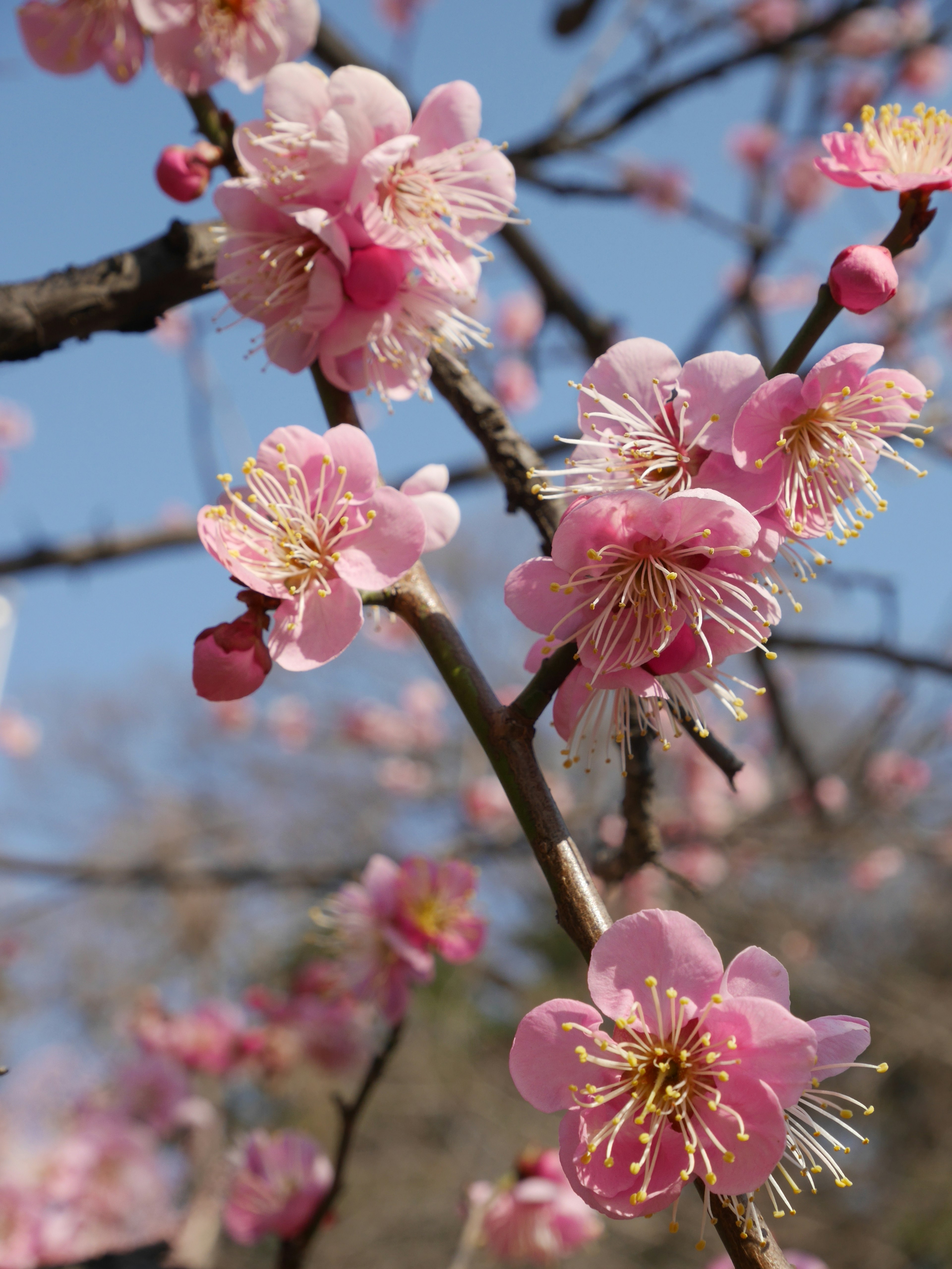 Close-up of plum blossoms on a branch against a bright blue sky