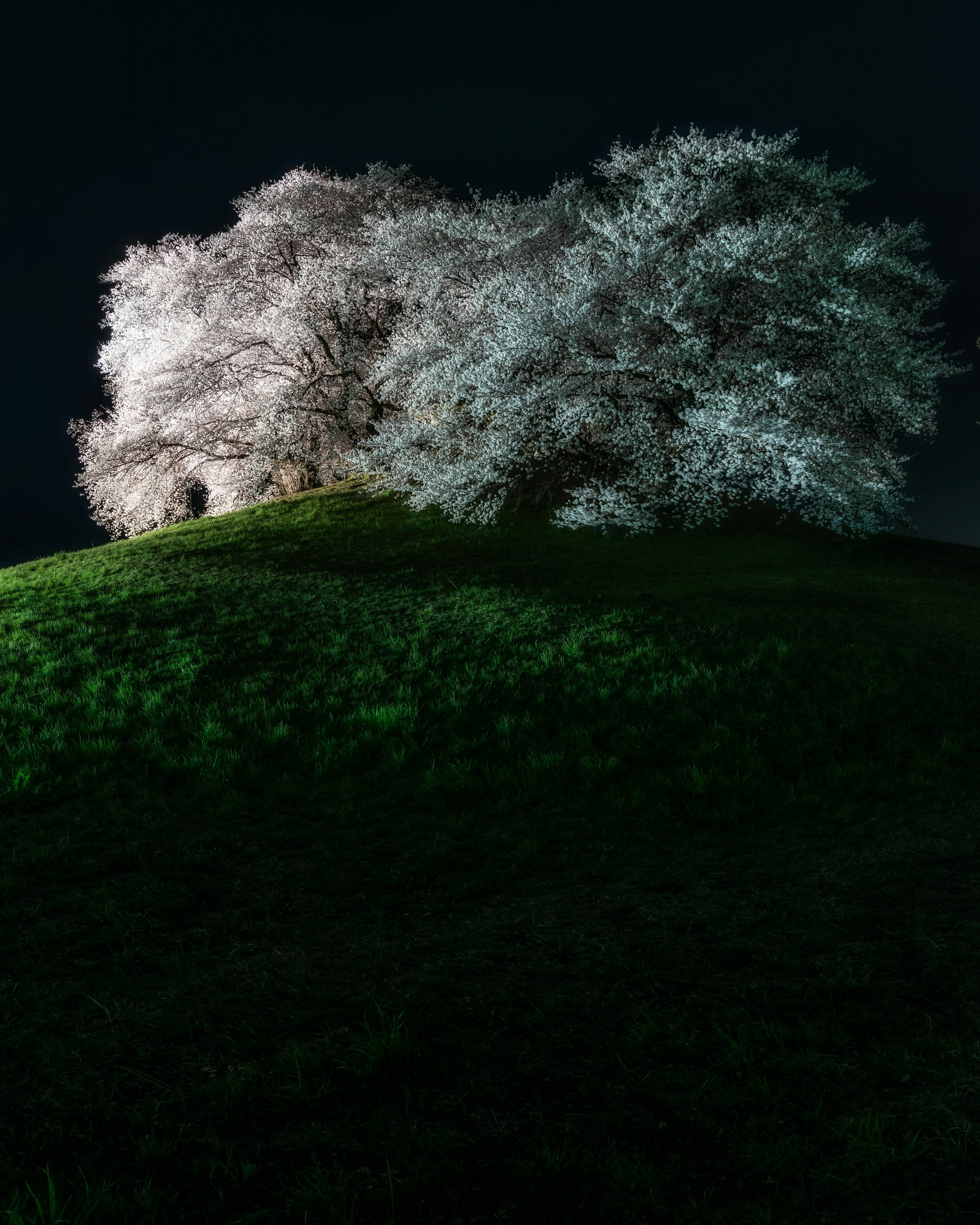 Un cerisier blanc illuminé la nuit sur une colline herbeuse