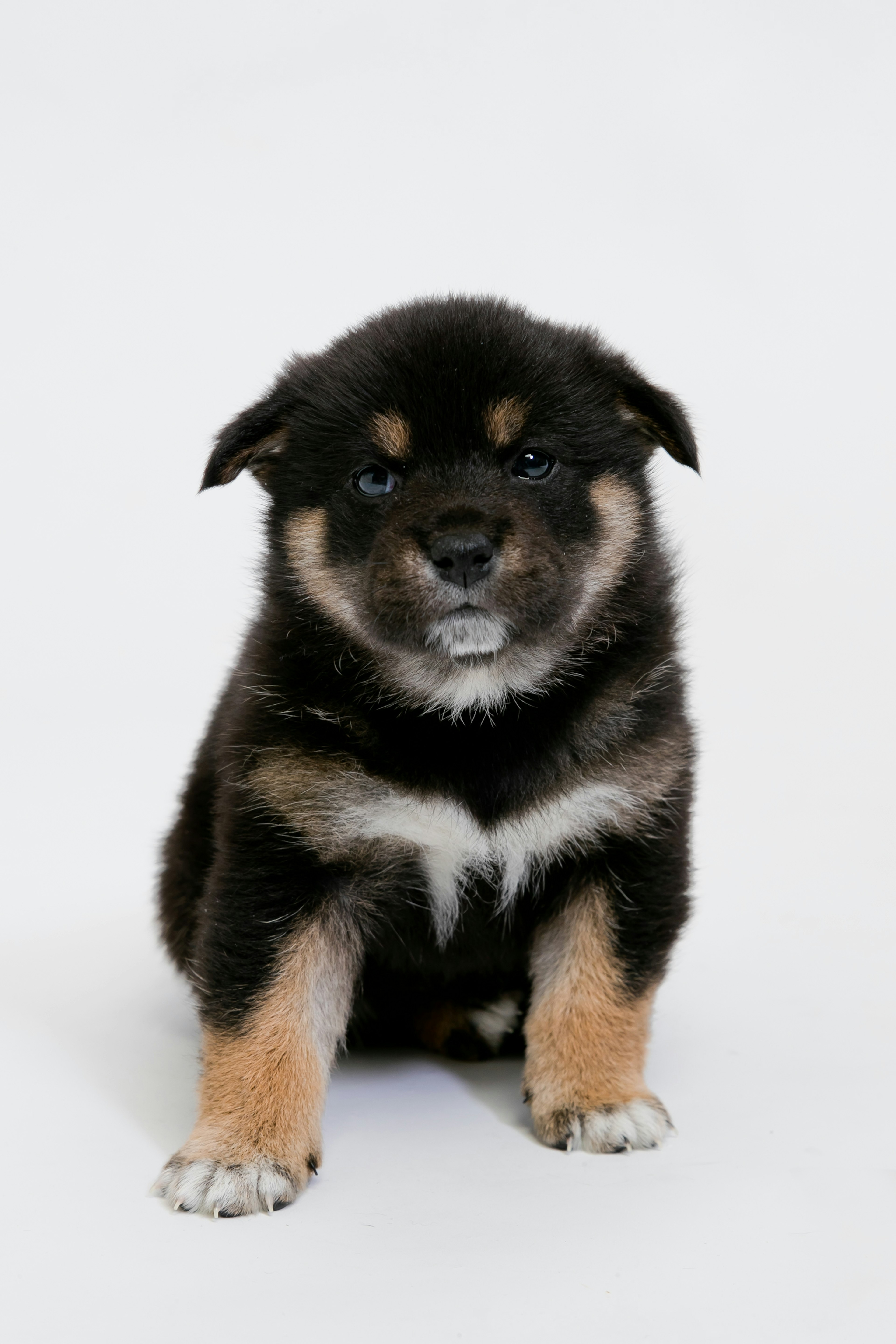 A black and brown puppy sitting against a white background