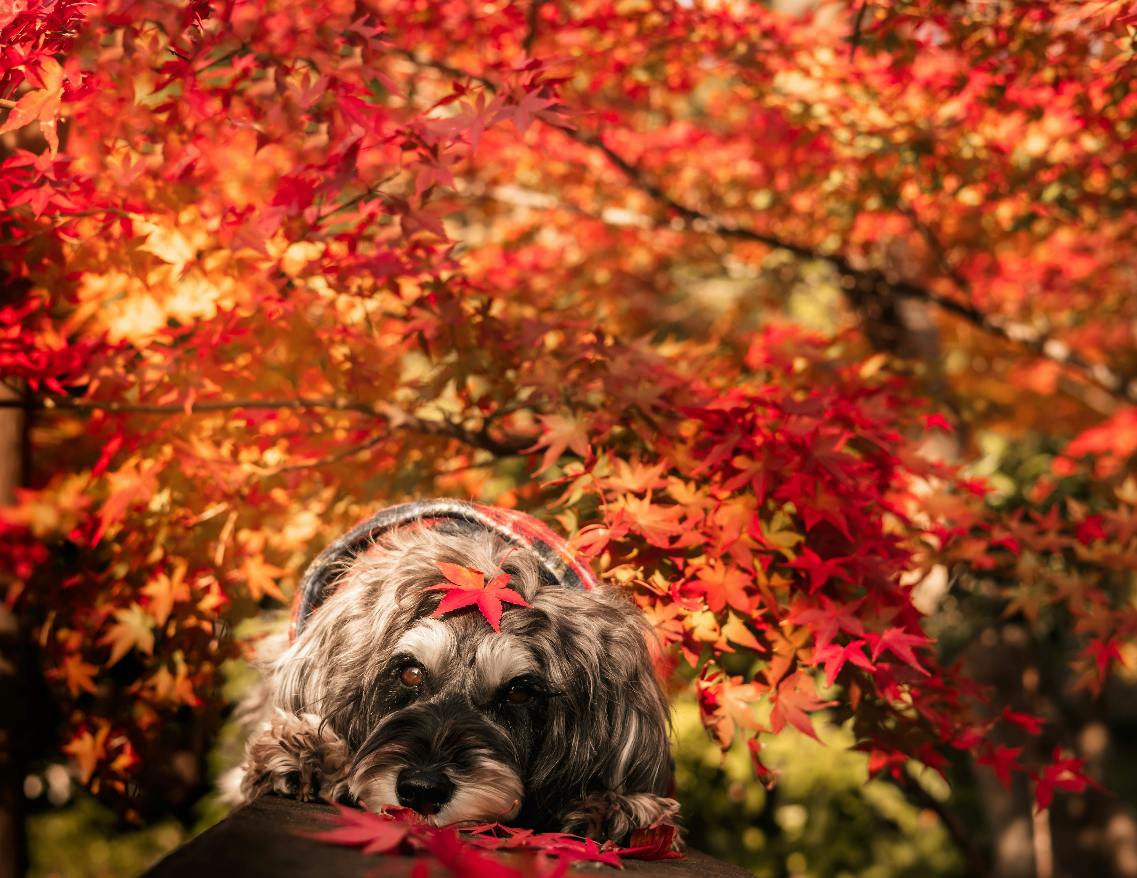 A dog resting on a surface with vibrant red maple leaves in the background