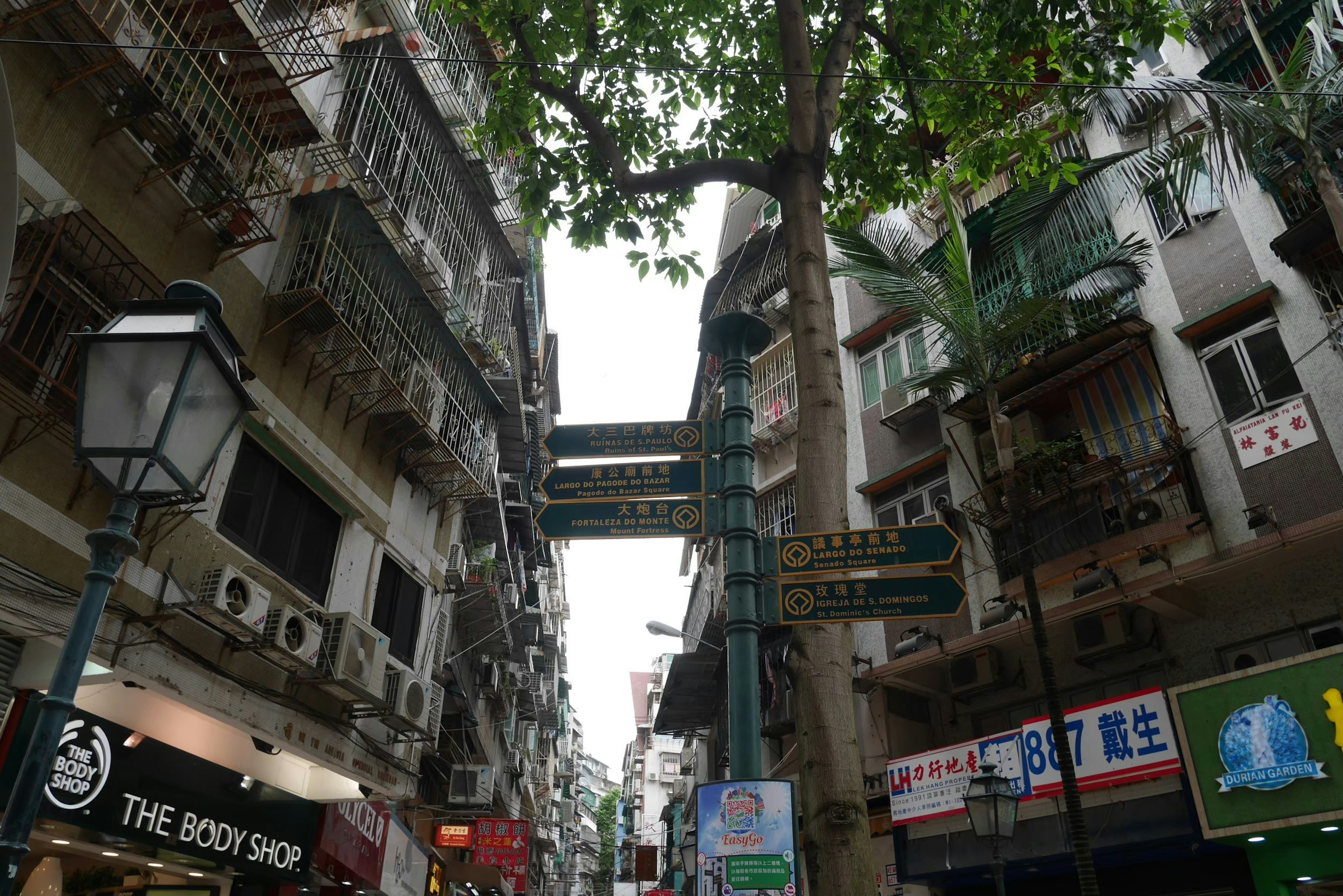 Escena urbana con edificios con balcones y un árbol frondoso