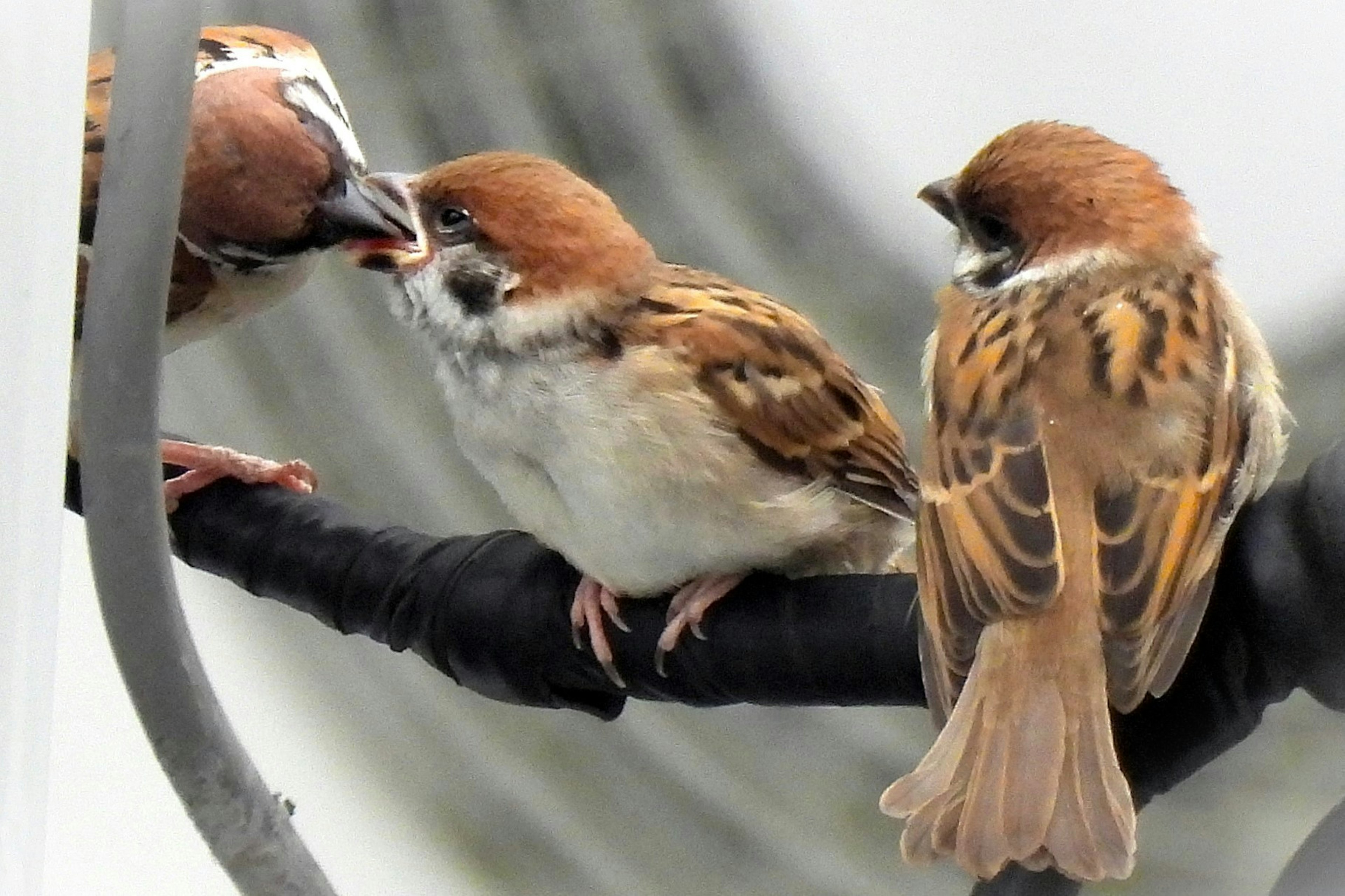 Three sparrows on a perch with one feeding the other two