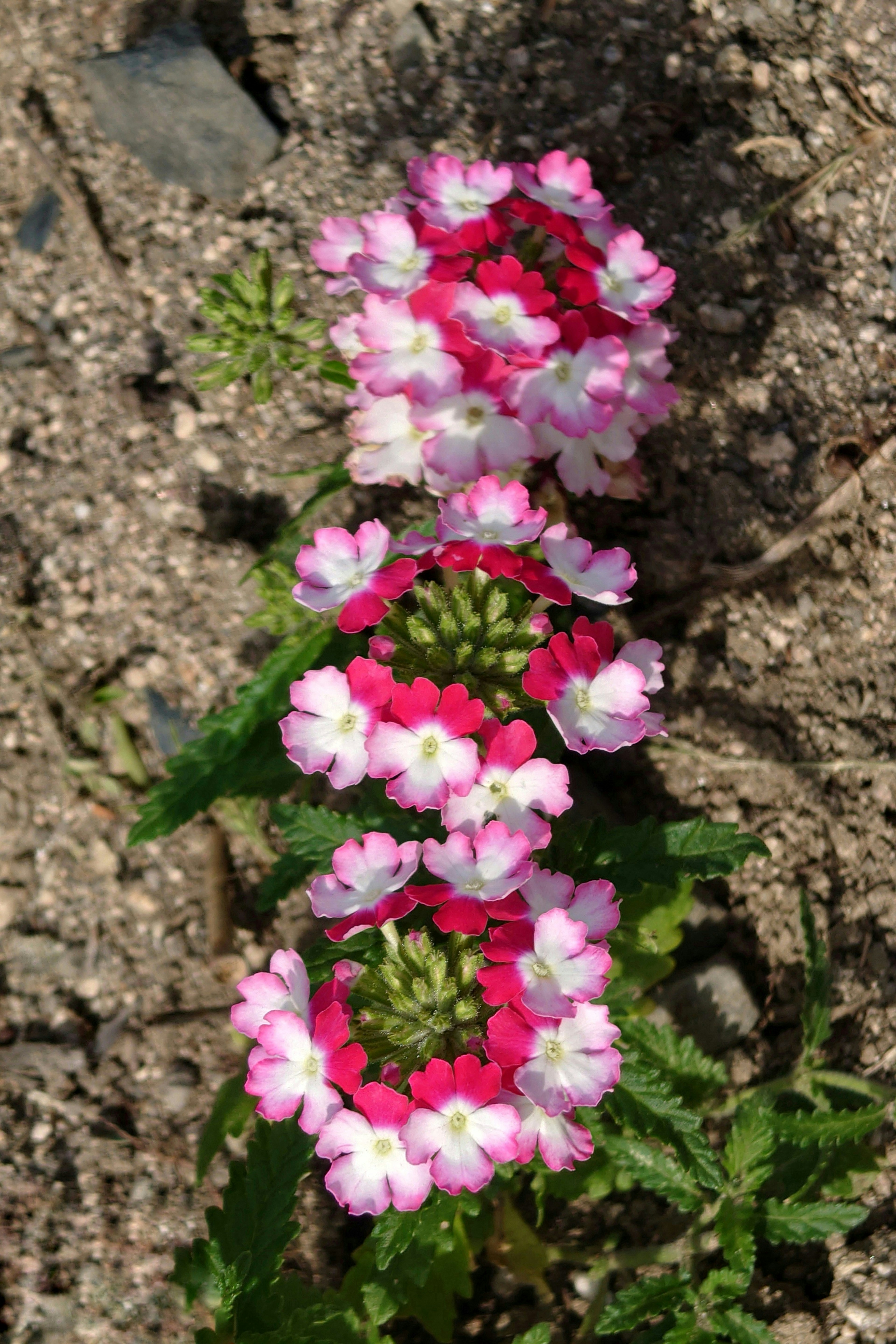 Photo of a plant featuring pink and white flowers arranged in clusters