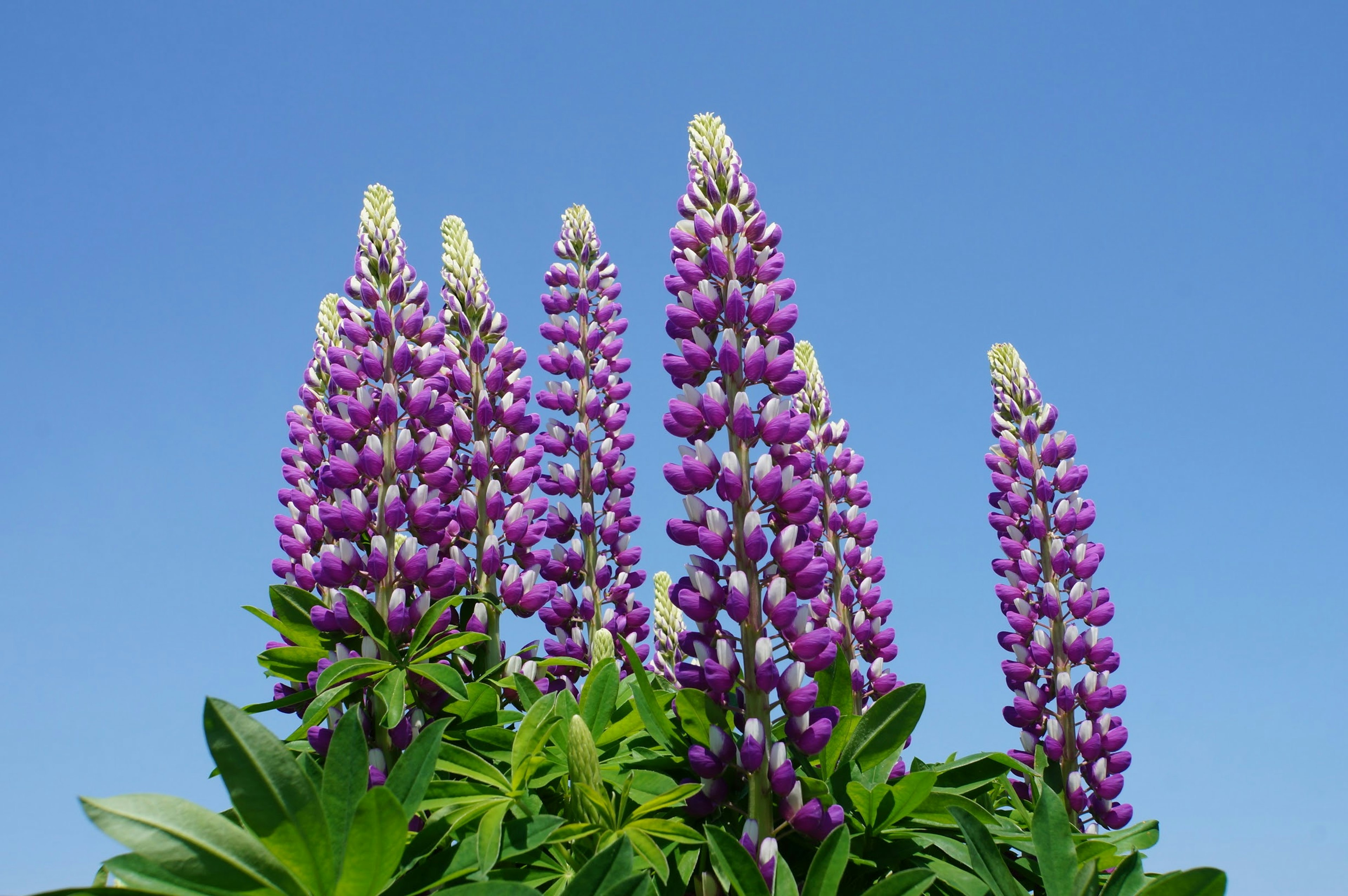 Bunga lupin ungu mekar di bawah langit biru yang cerah