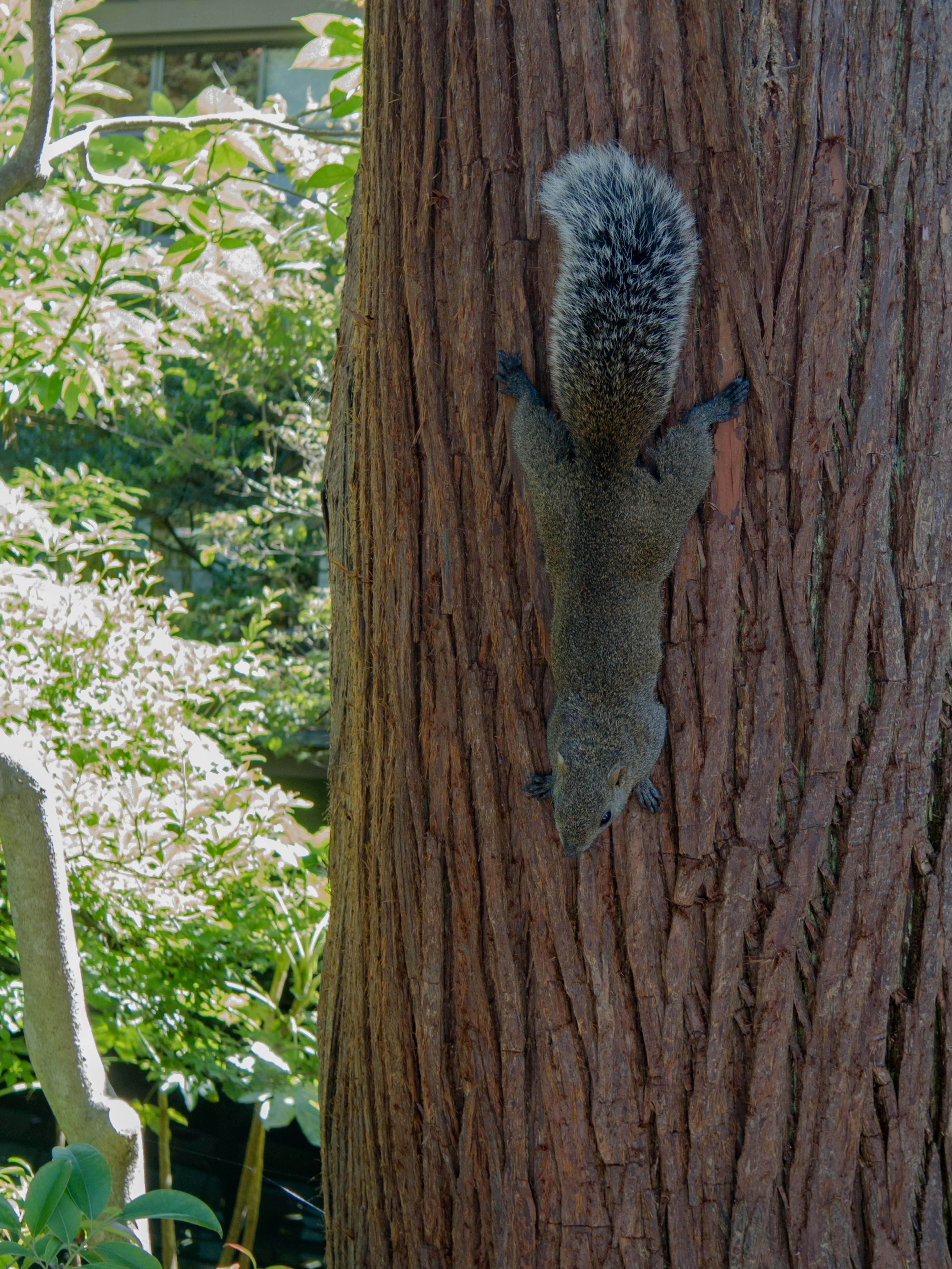 Squirrel memanjat batang pohon dengan latar belakang hijau yang cerah