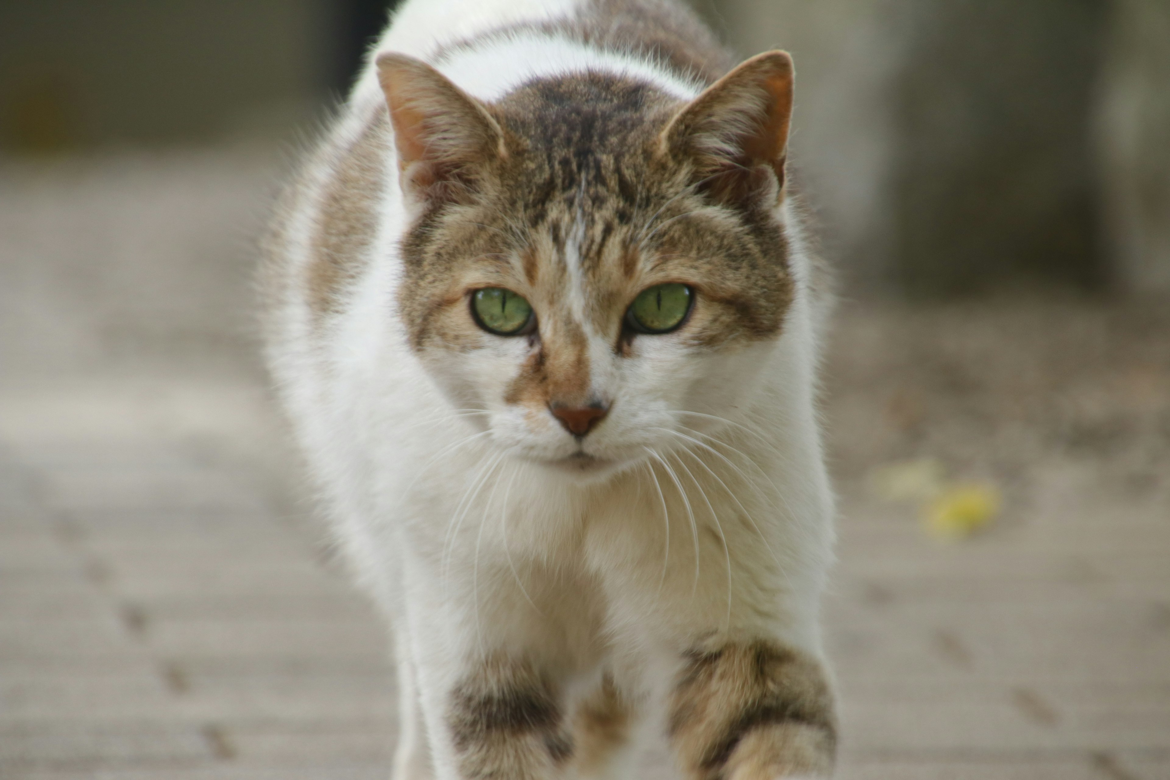 A white and brown striped cat walking with green eyes