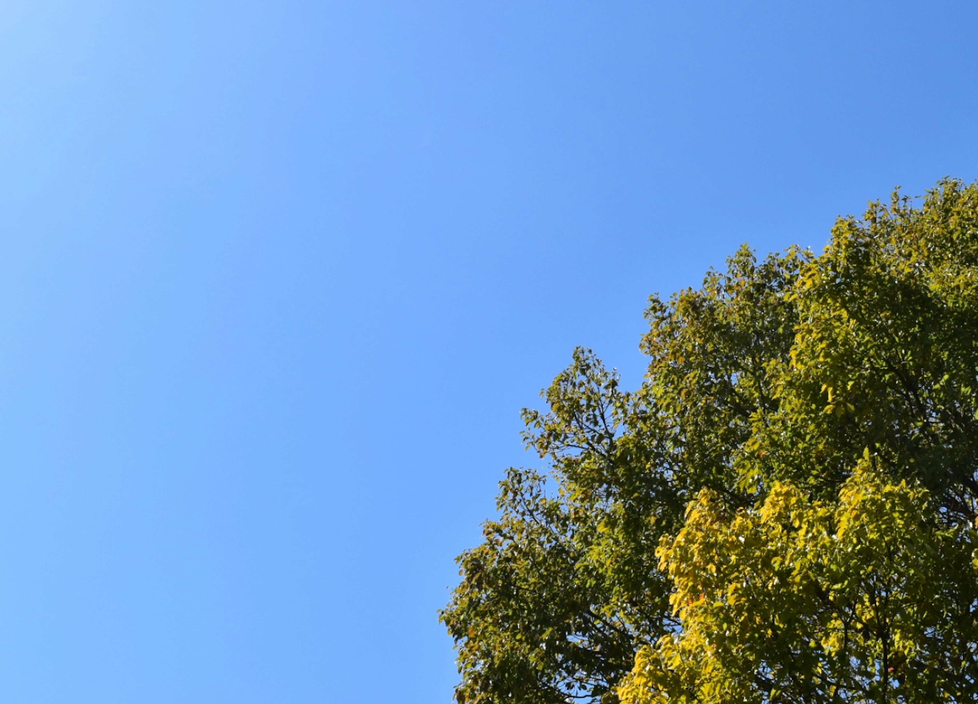 Parte de árboles verdes bajo un cielo azul claro