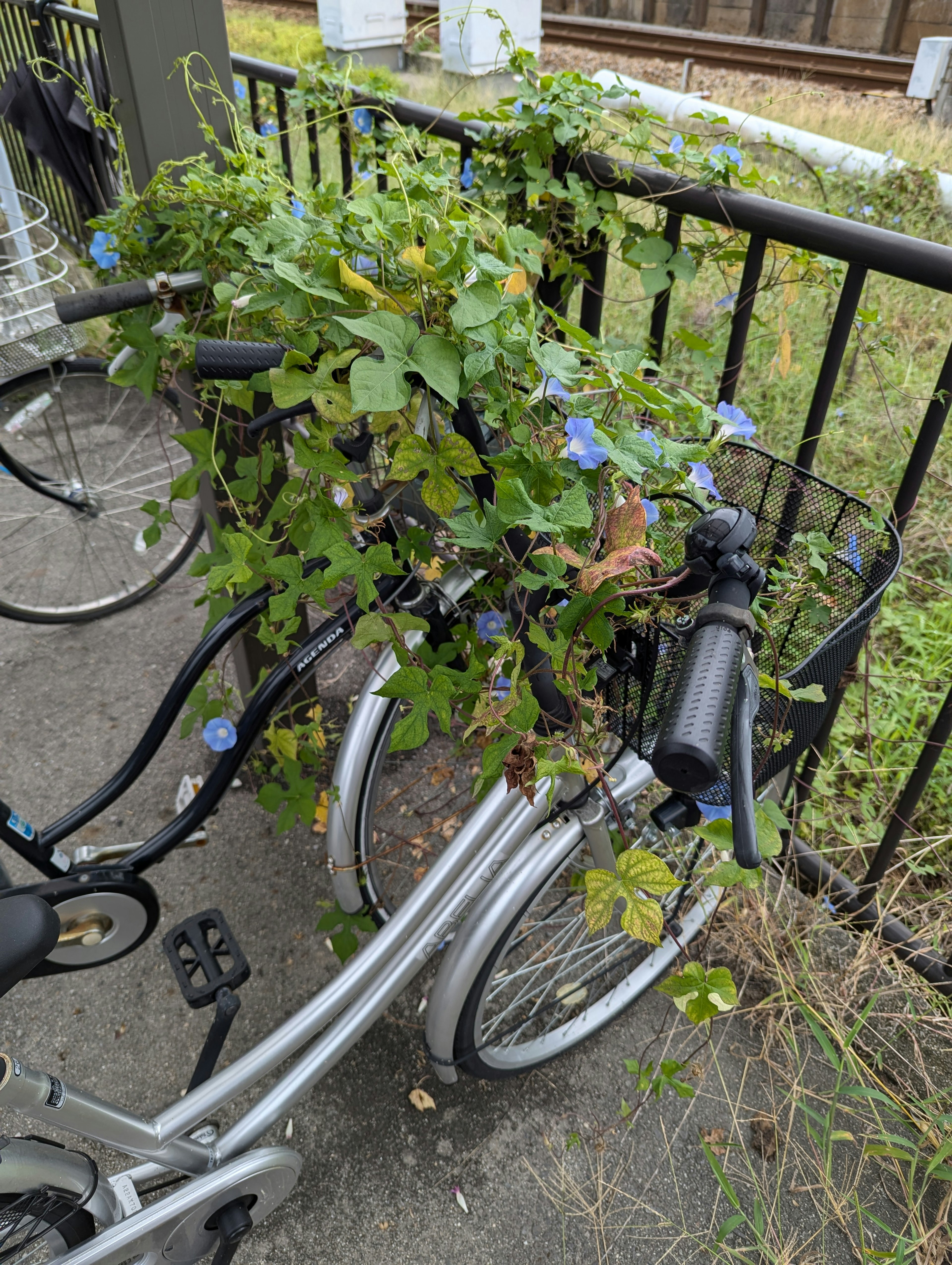 Bicicletta avvolta da piante verdi e fiori blu