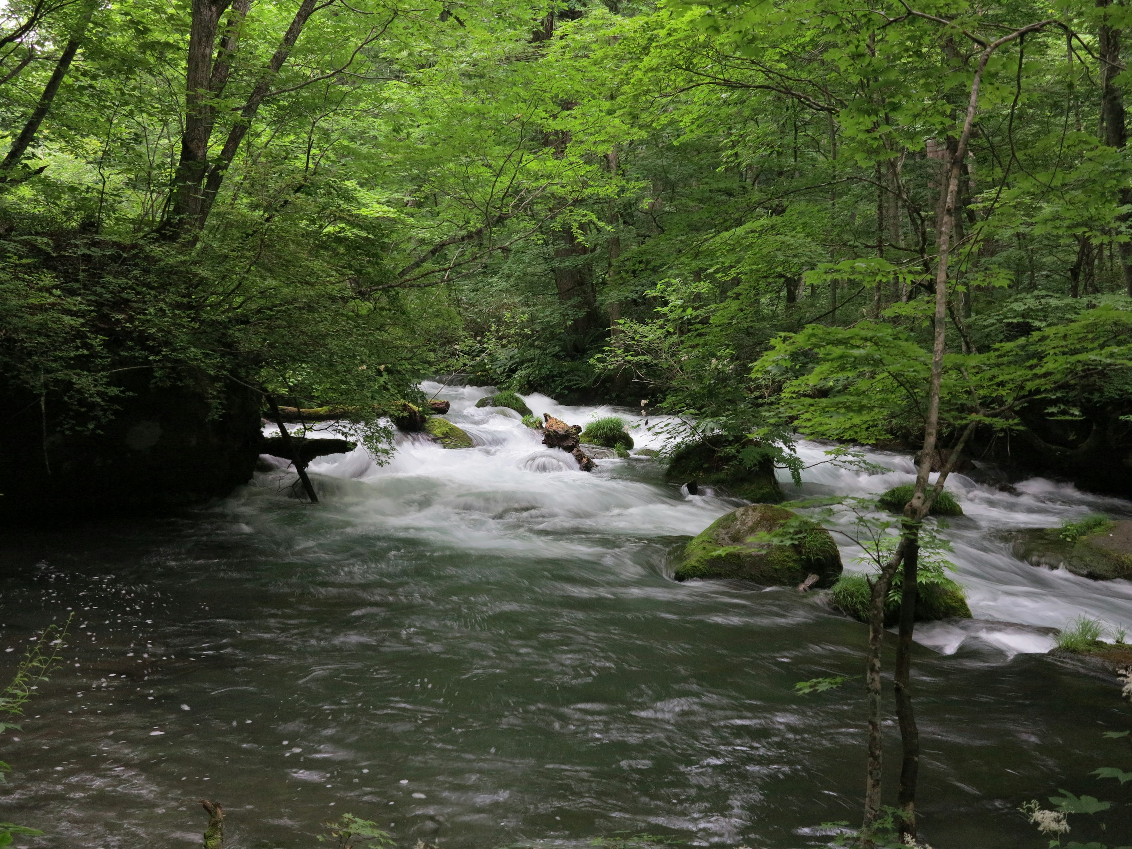 Ein ruhiger Bach, der durch einen üppigen grünen Wald fließt